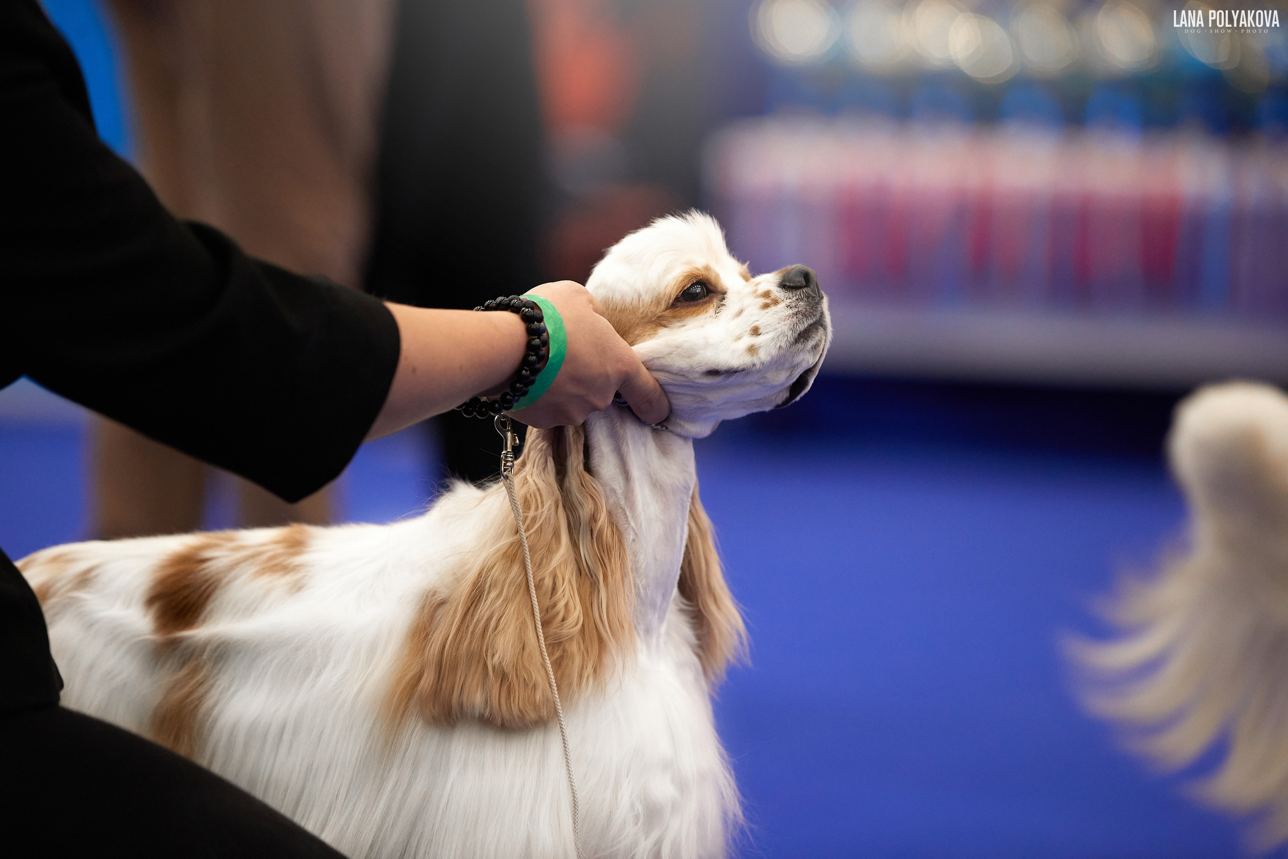 IDS «NEVSKY WINNER-2021» and «MEMORIAL OF P.A.ZAVODCHIKOV-2021». ФОТОГРАФ-АНИМАЛИСТ l LANA POLYAKOVA