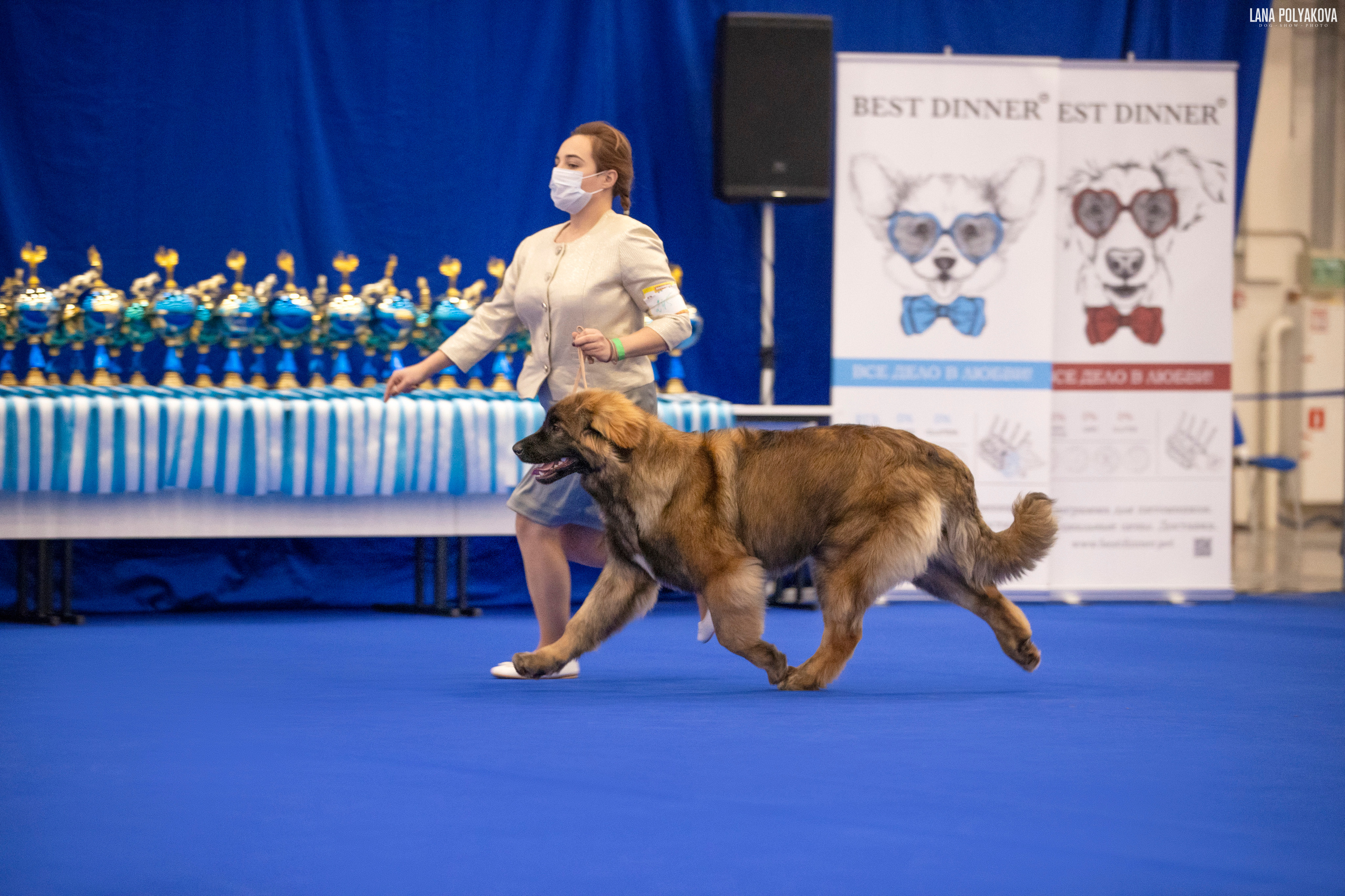 IDS «NEVSKY WINNER-2021» and «MEMORIAL OF P.A.ZAVODCHIKOV-2021». ФОТОГРАФ-АНИМАЛИСТ l LANA POLYAKOVA