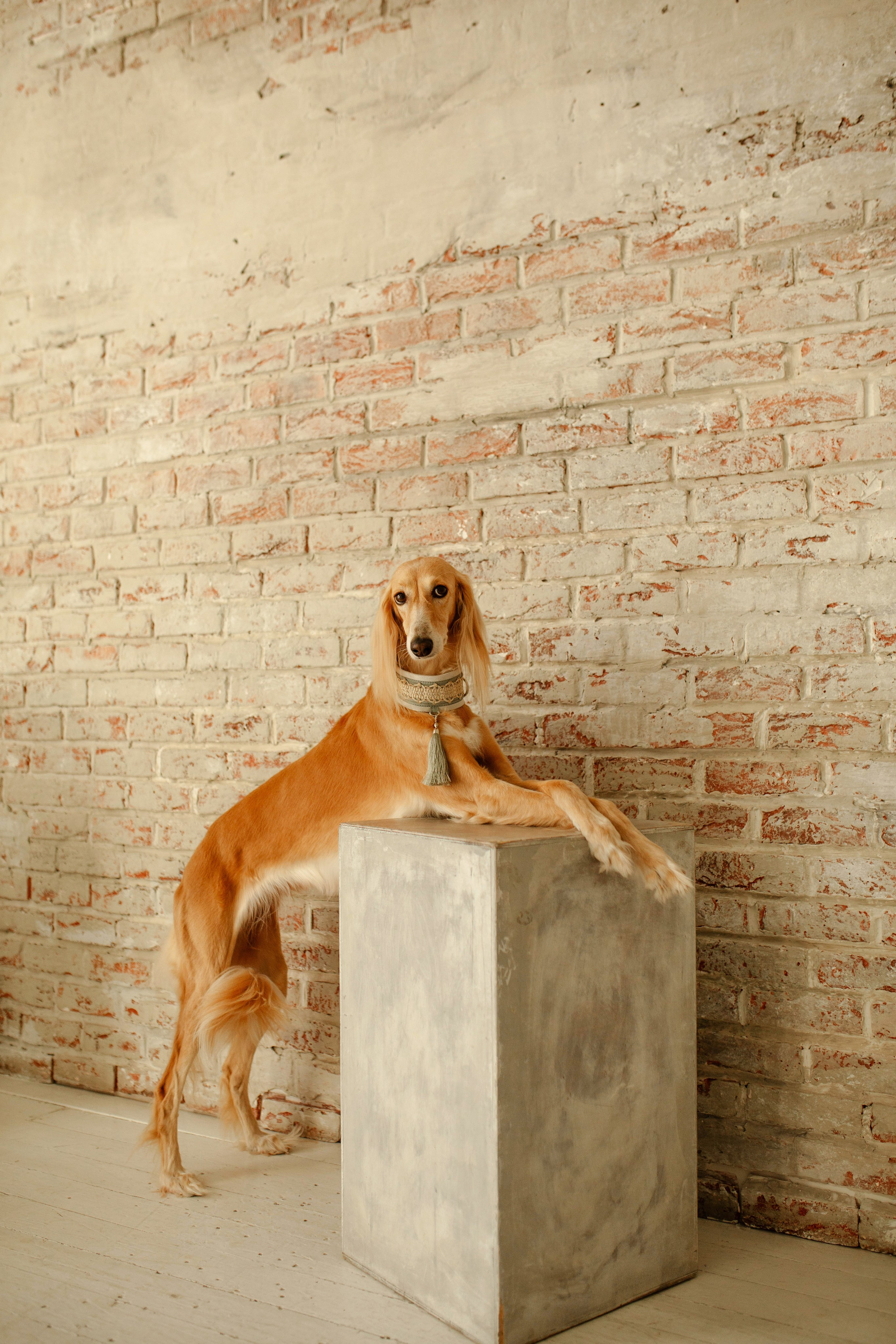 Новосибирск / салюки Флай. Фотограф Кузина Вера