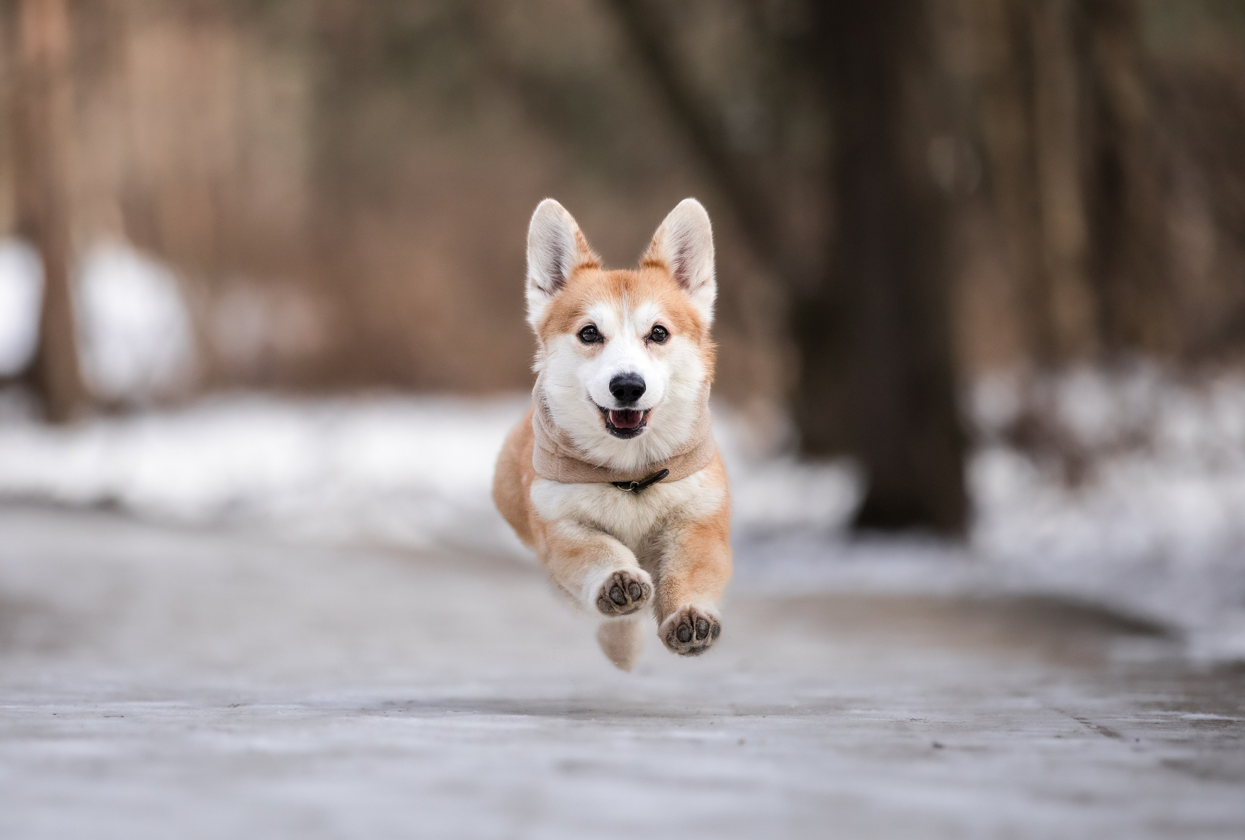 Даша и Дживс. Фотограф-анималист Смирнова Клеопатра|Москва
