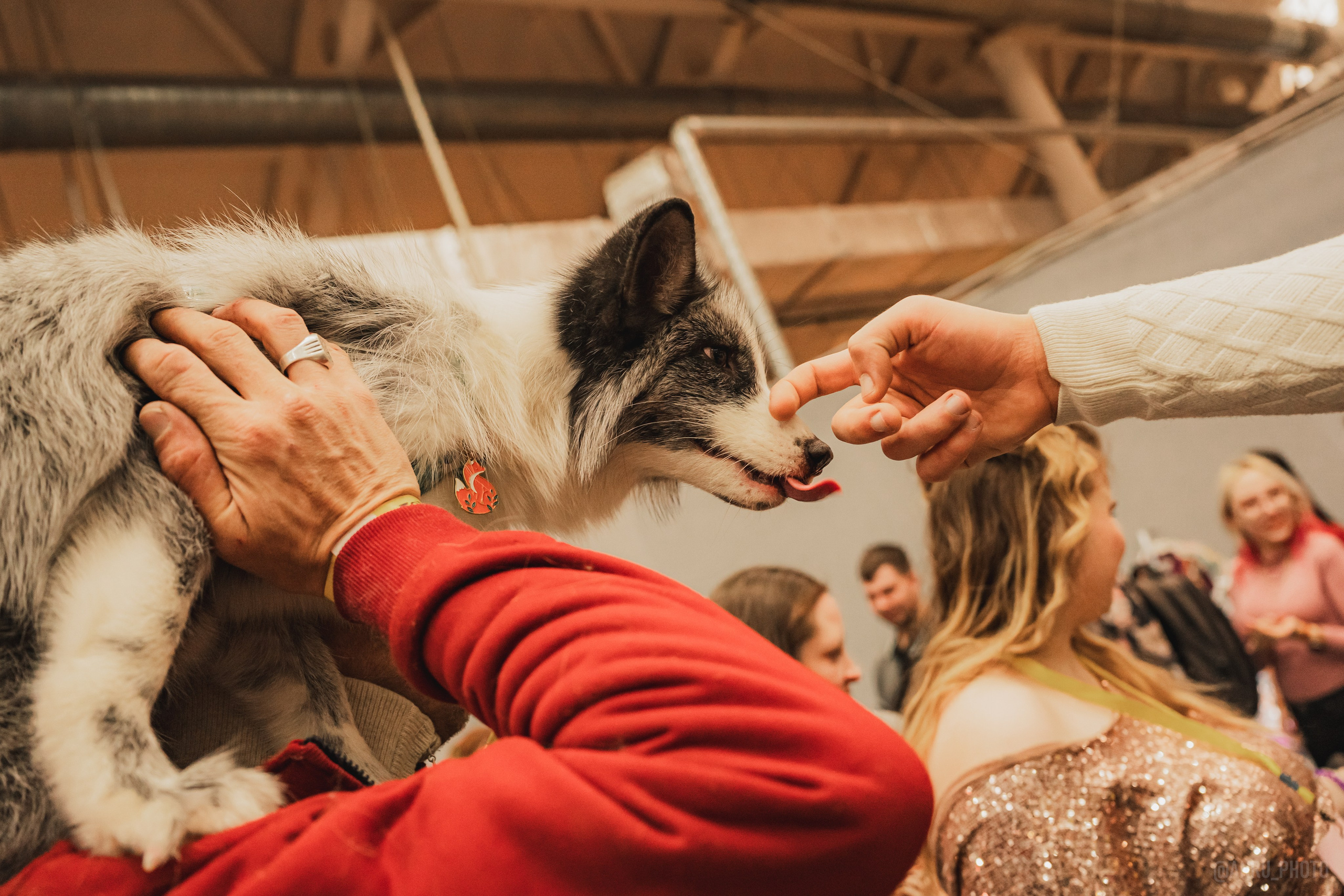 Fox Family fest. Репортажный фотограф Анастасия Рубцова