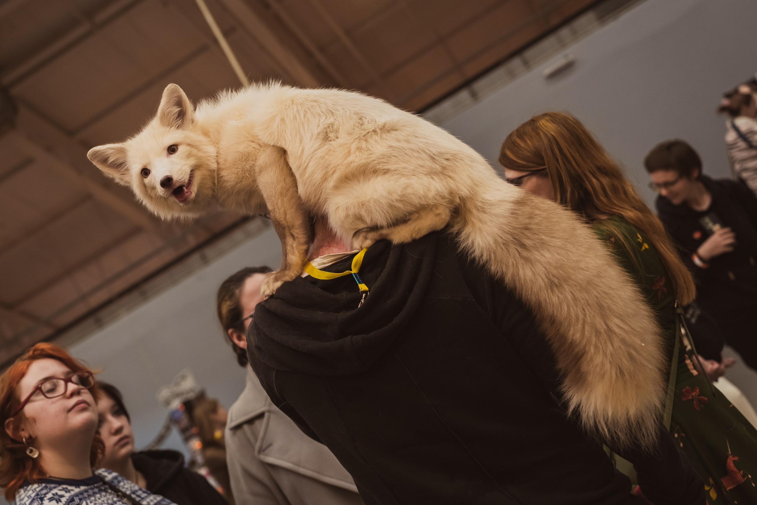 Fox Family fest. Репортажный фотограф Анастасия Рубцова