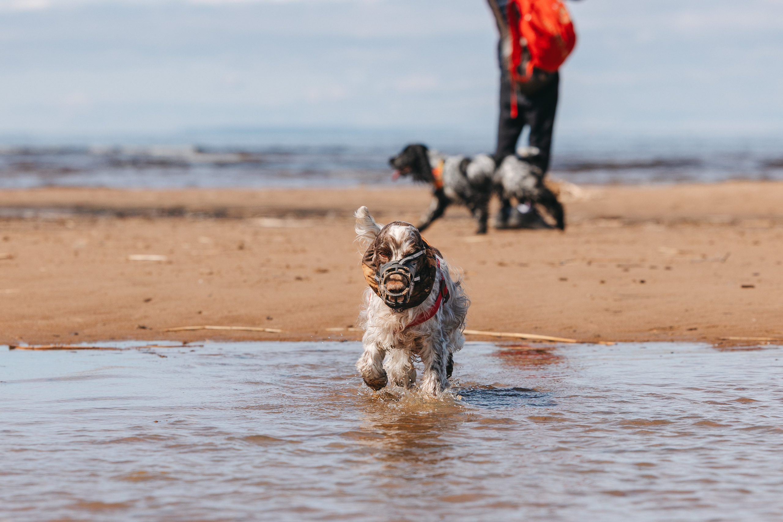 Спанимания. Фотограф анималист Осипчикова Мария