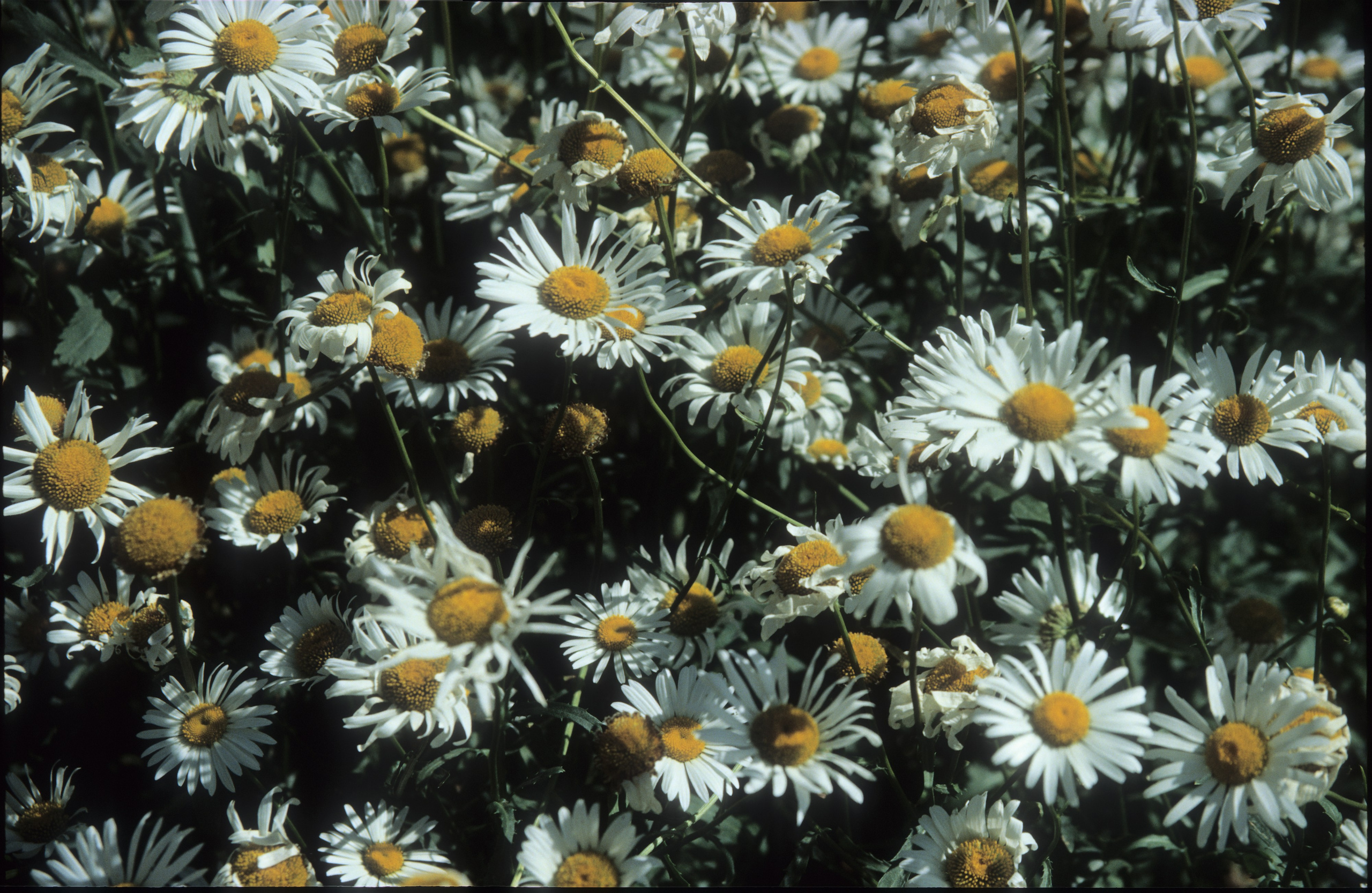 Лето в городе. Фотограф в Санкт-Петербурге Березовский Даниил