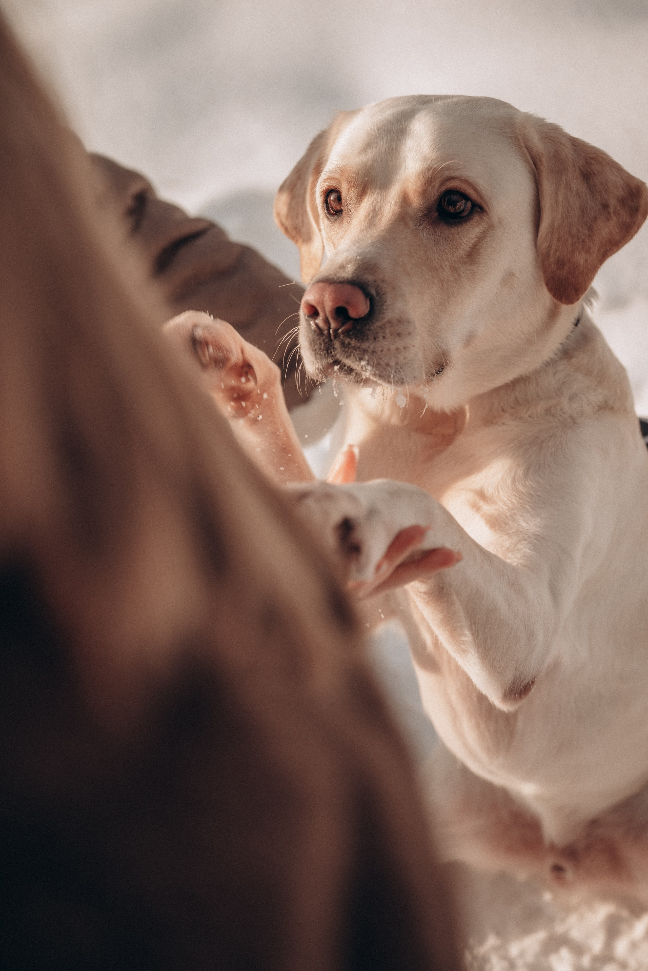 Анна, Влад и Рони. Семейный фотограф в Москве Дарья Пузикова