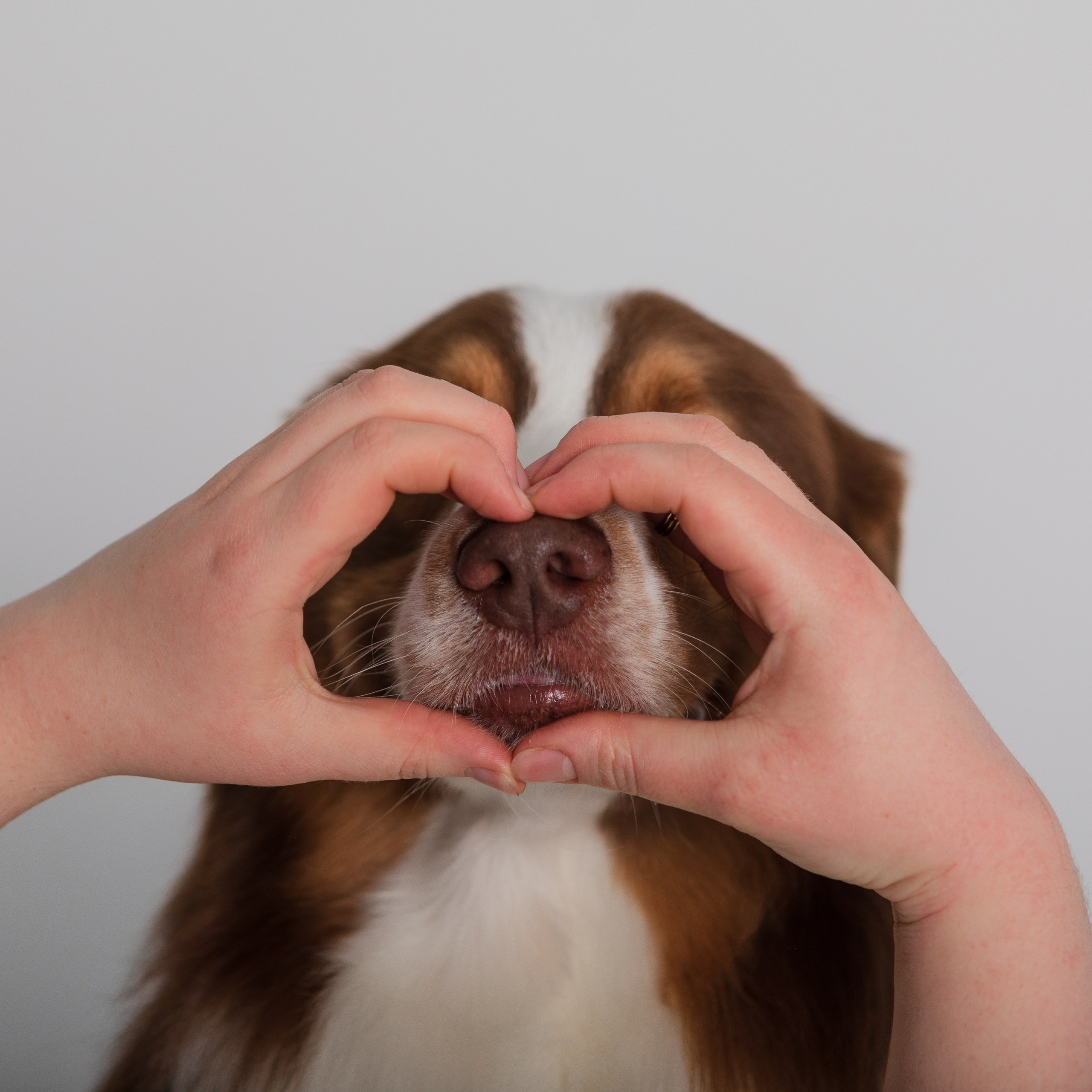 Аусси Браавос. Студия. Фотограф анималист Кузнецова Анна Нижний Новгород