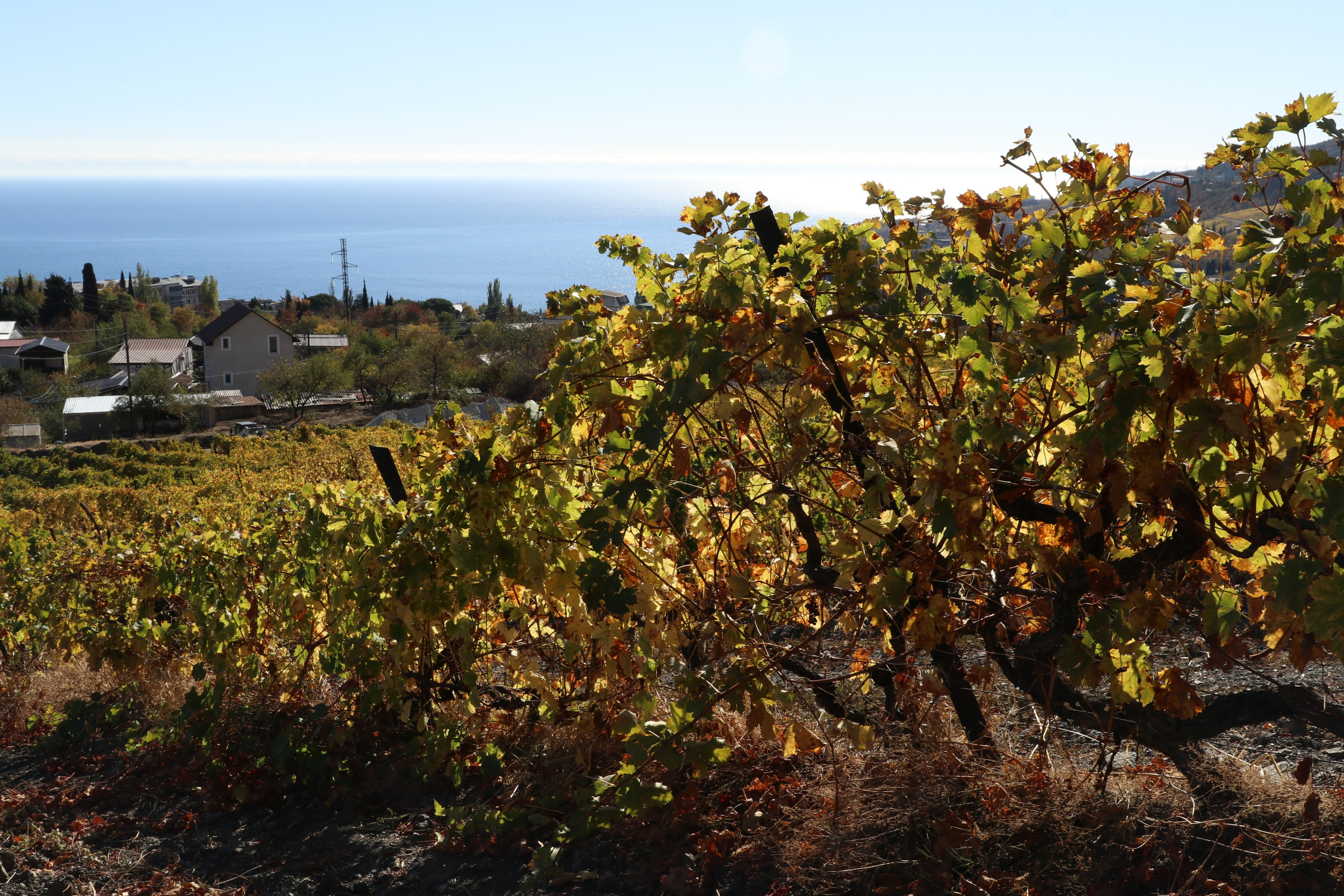 Крым. ЮБК (Гурзуф, Судак и их окрестности). Ноябрь 2023. Путешественник-фотограф из Санкт-Петербурга Татьяна Свистулина