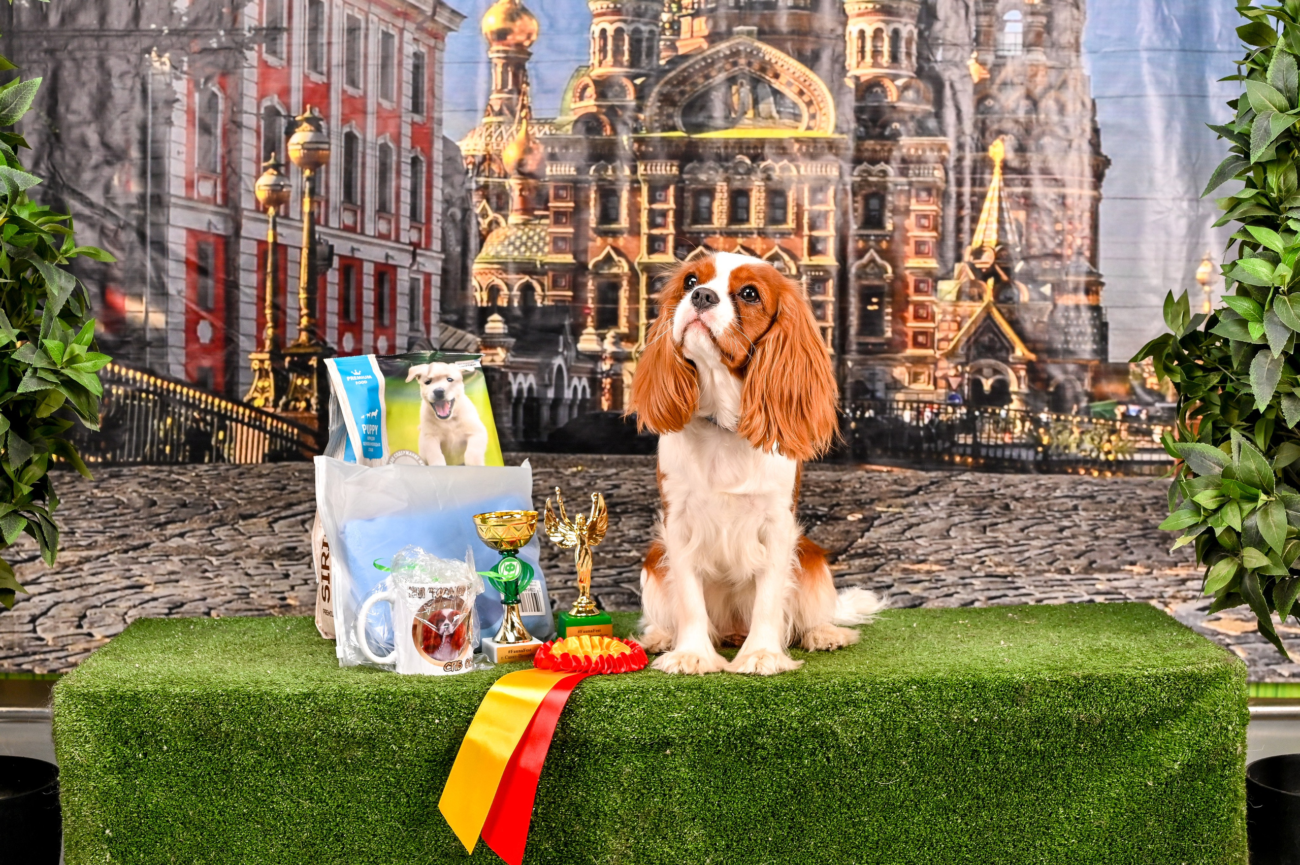 Выставка Клубы «Фауна» и «Догсити» 21-22 Июня 2025 «Пёсбург». Фотограф-анималист в СПб