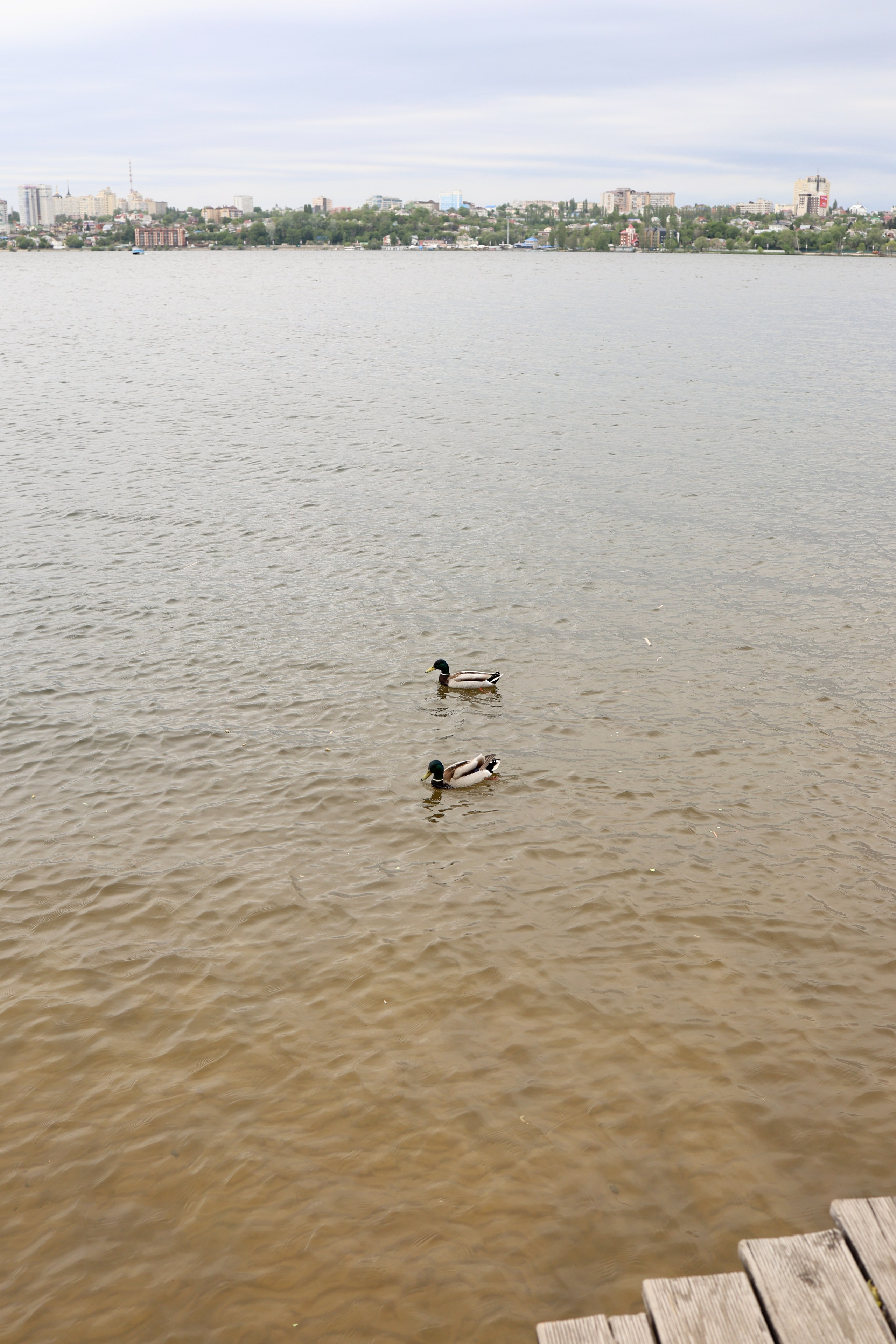 Виктория и Александр. Свадебный и семейный фотограф в Воронеже Ксения Воротникова