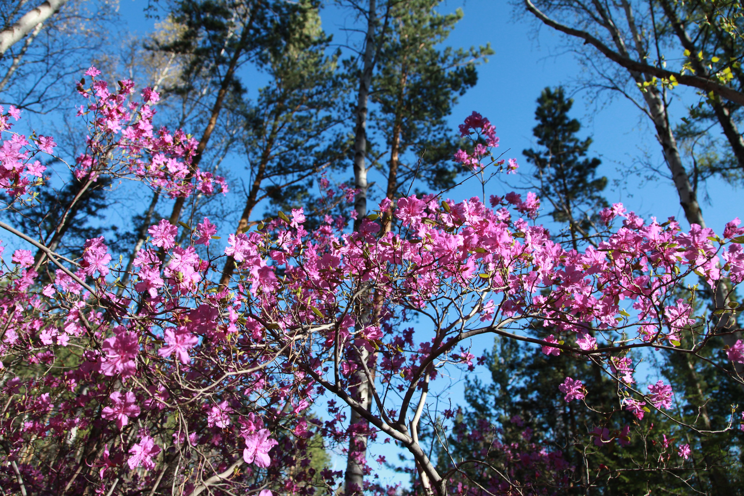 Фото Природы Забайкалья. Студия Максима Белослюдцева