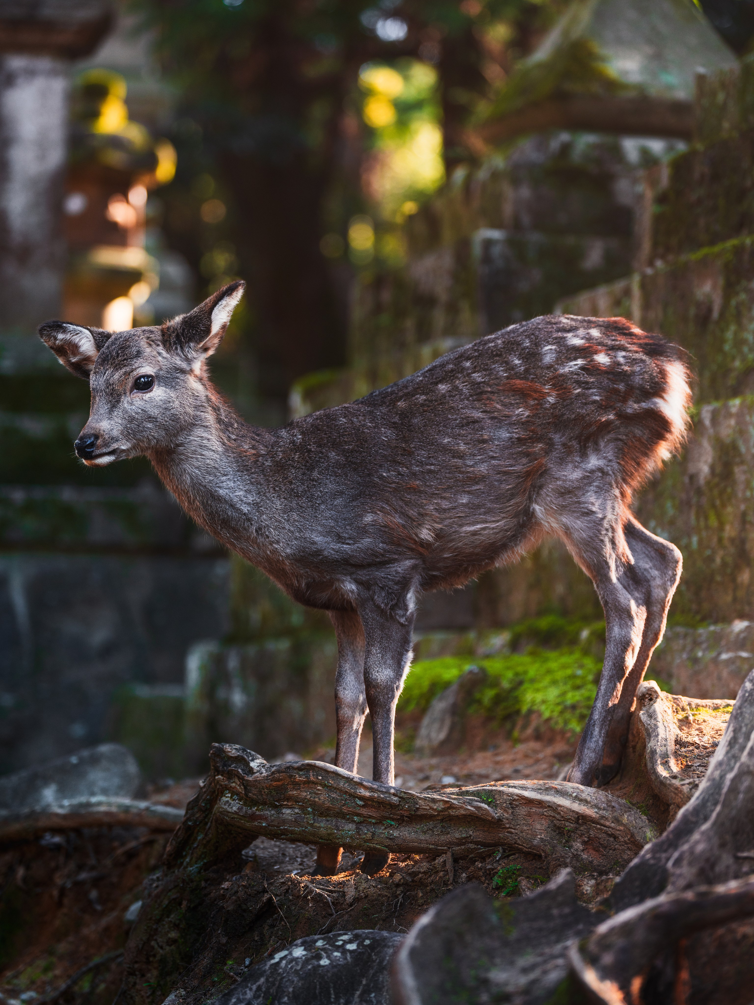 Киото. Сергей Садов о путешествиях, пейзажах и архитектуре
