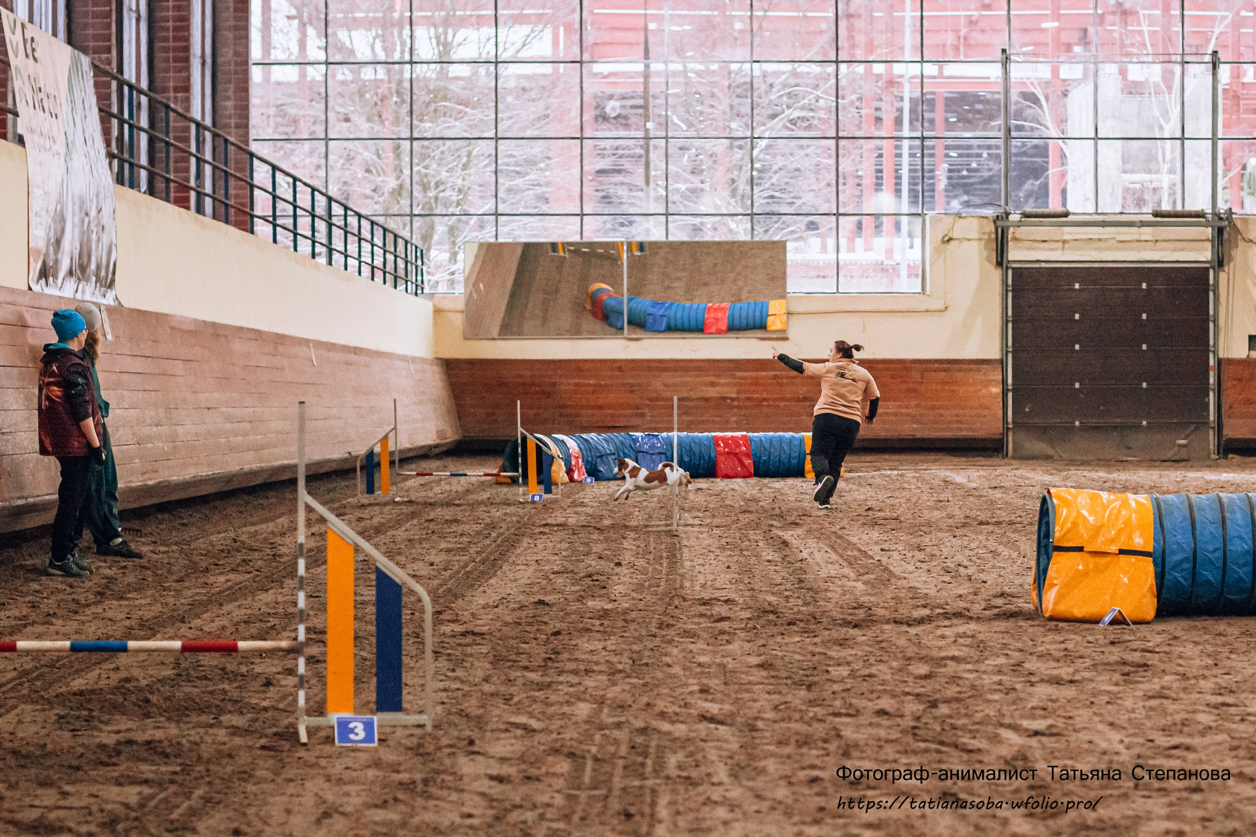 Соревнования по Аджилити 25.02.2024. Фотограф-анималист Татьяна Степанова