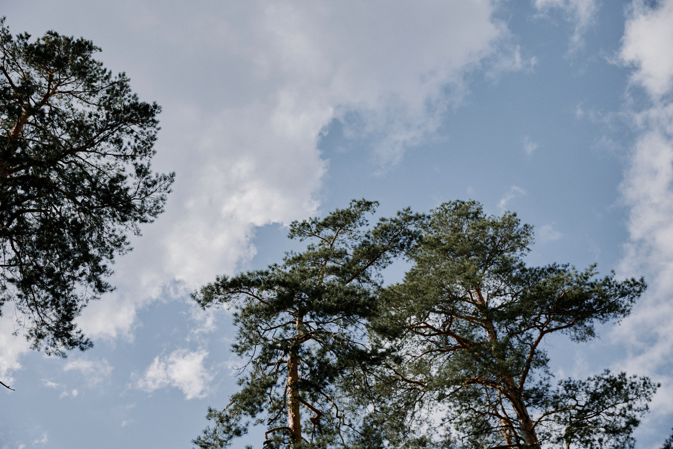 Лаймовое настроение. Фотограф Елена Краснопевцева