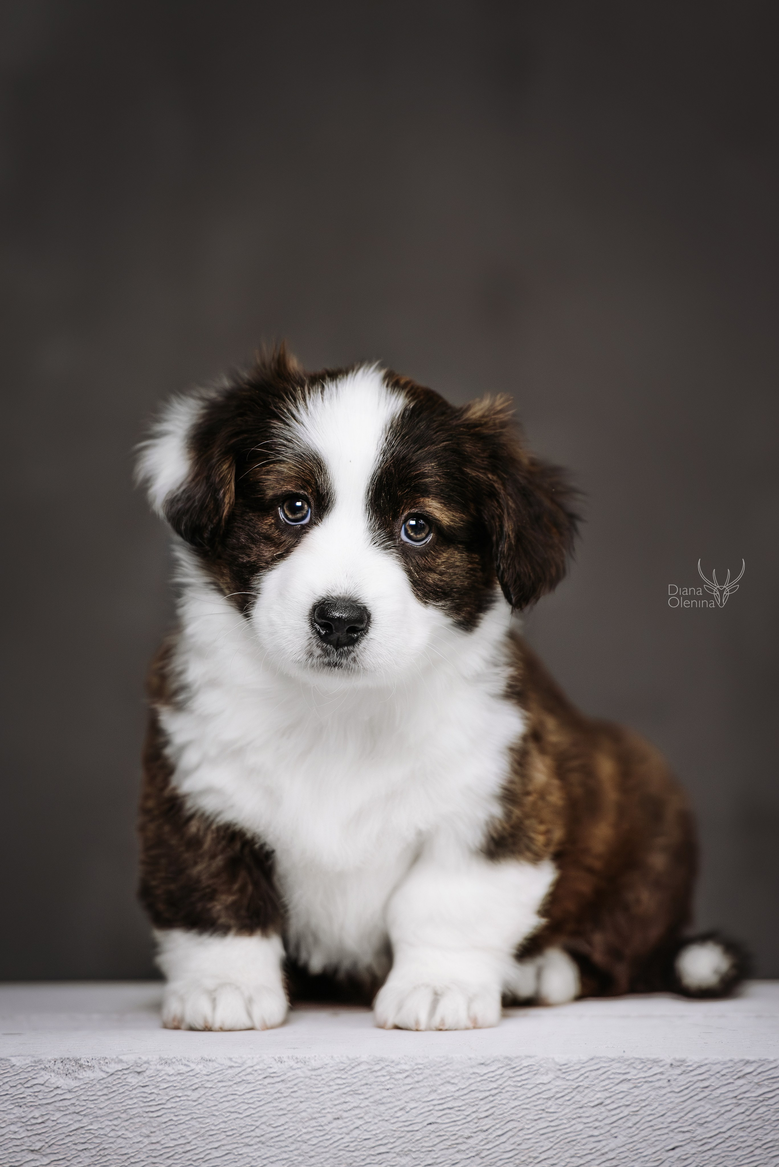 Помет Вельш Корги Кардиган. Фотограф Диана Оленина Красноярск / Братск