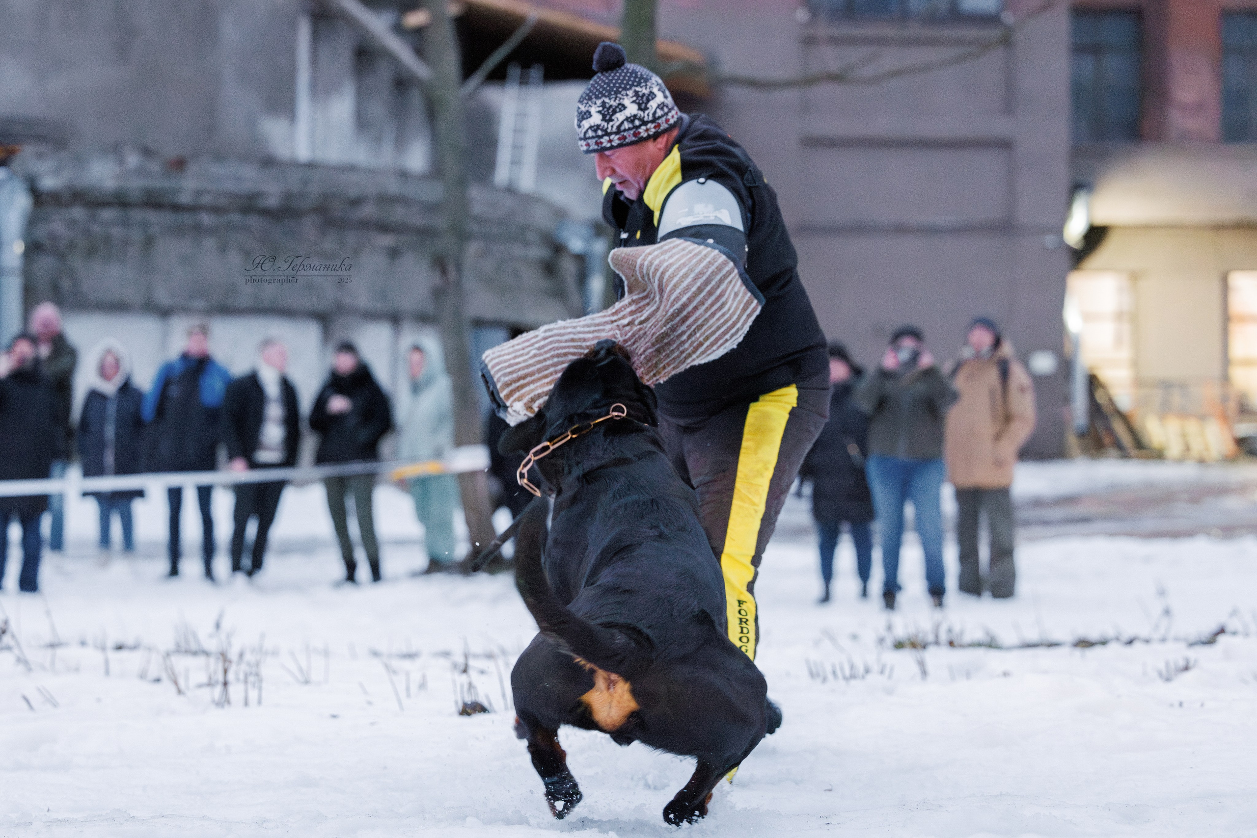 Питер ротвейлеры 18.01,Крокус 19.01.2025. Фотограф-анималист Юлия Германика