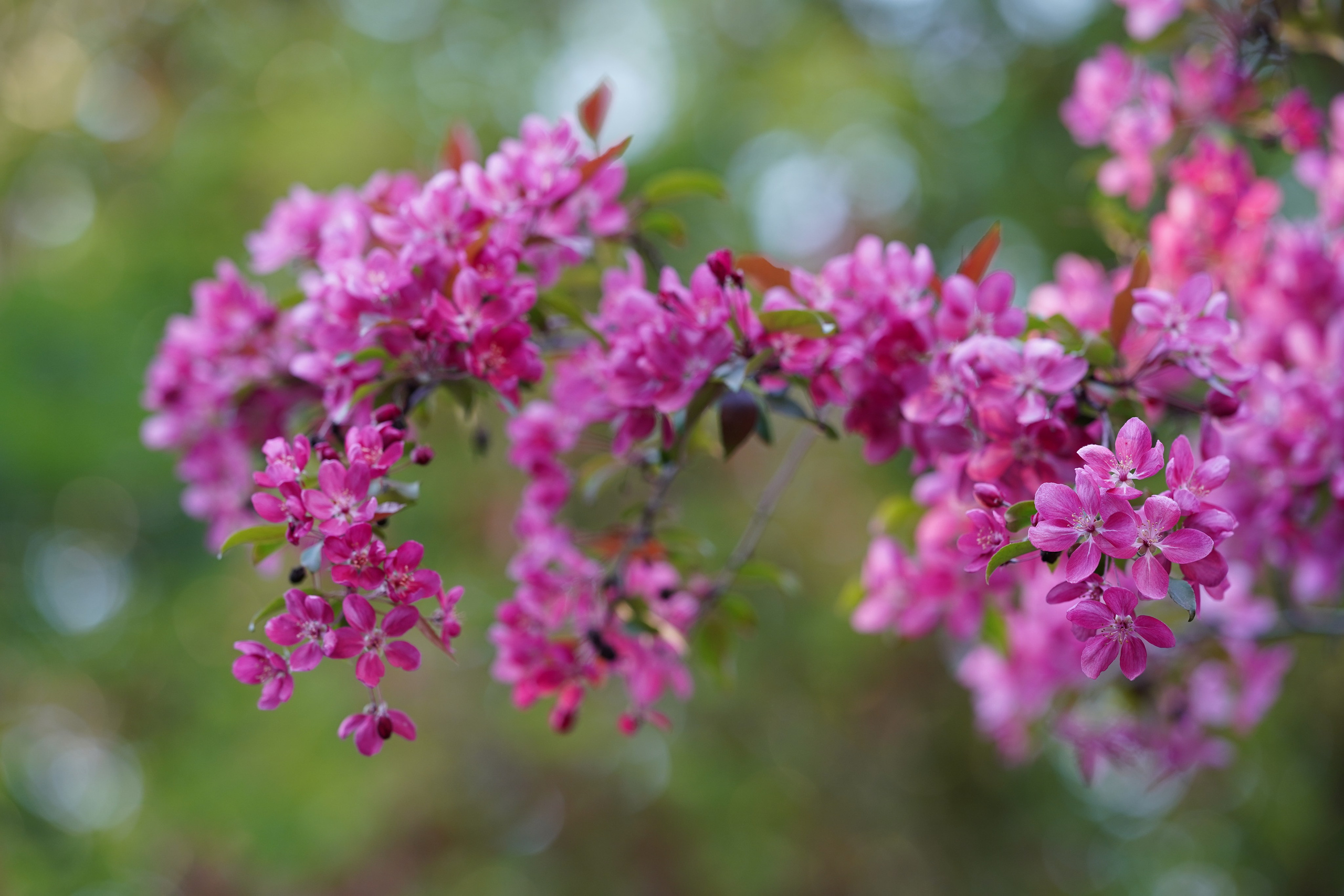 Весна. Фотограф в Москве Мария ~Zagagul~