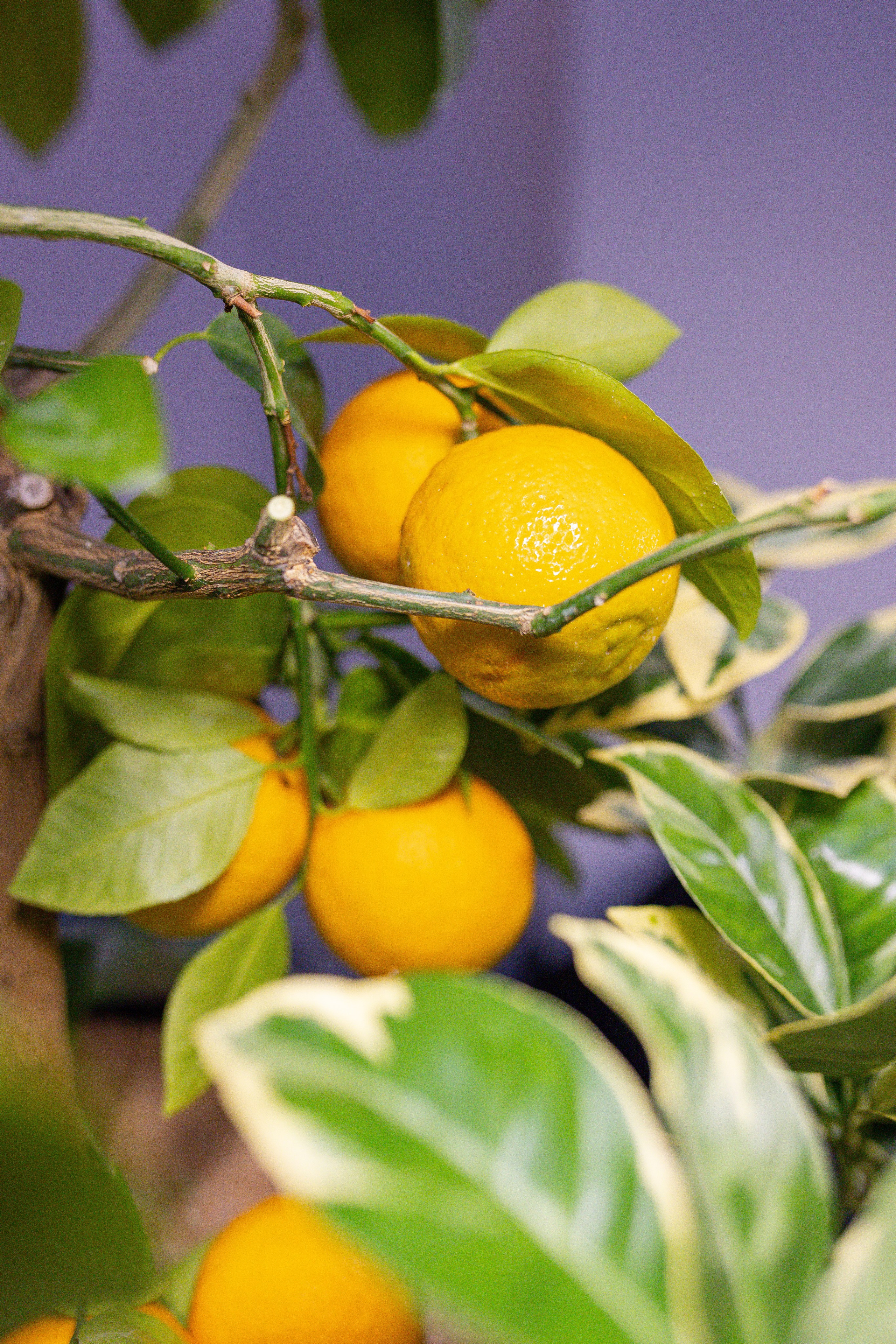 Орхидиум 12.2025. Александра Куликова фотограф, Москва