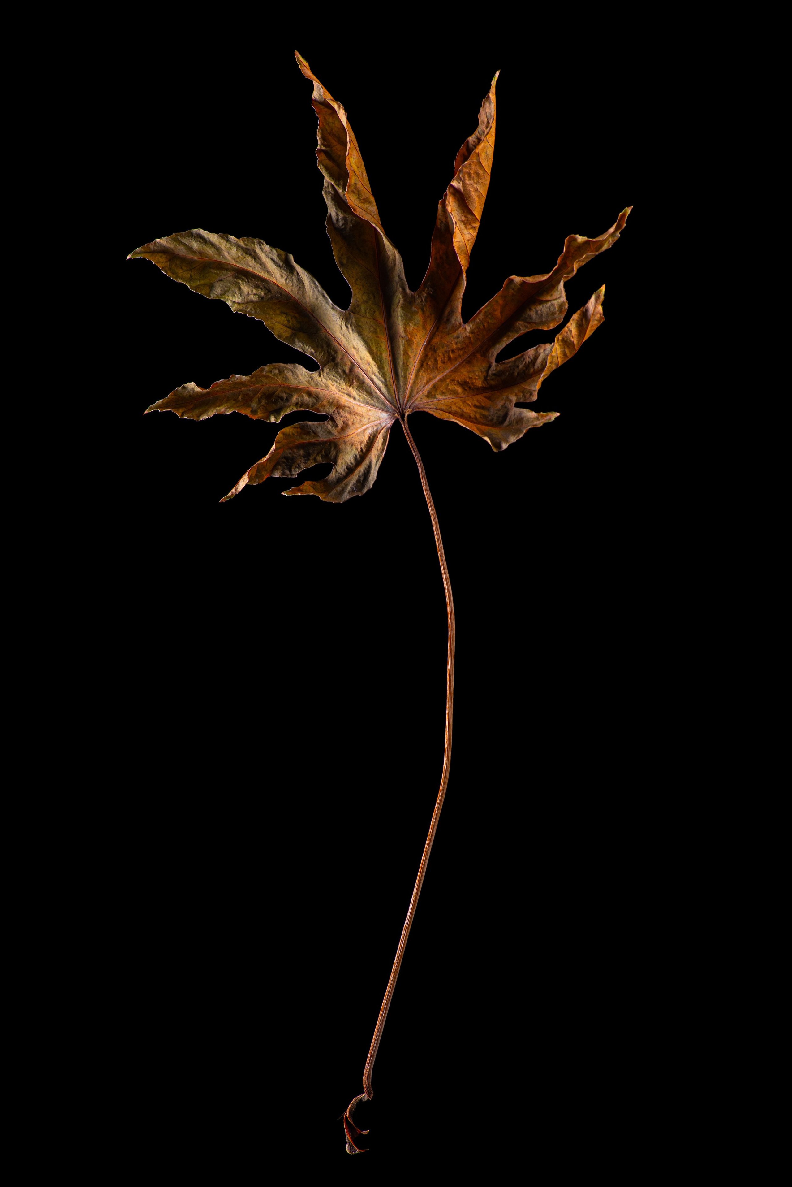 Арт-объекты фотограф в Ростове-на-Дону Залитко 