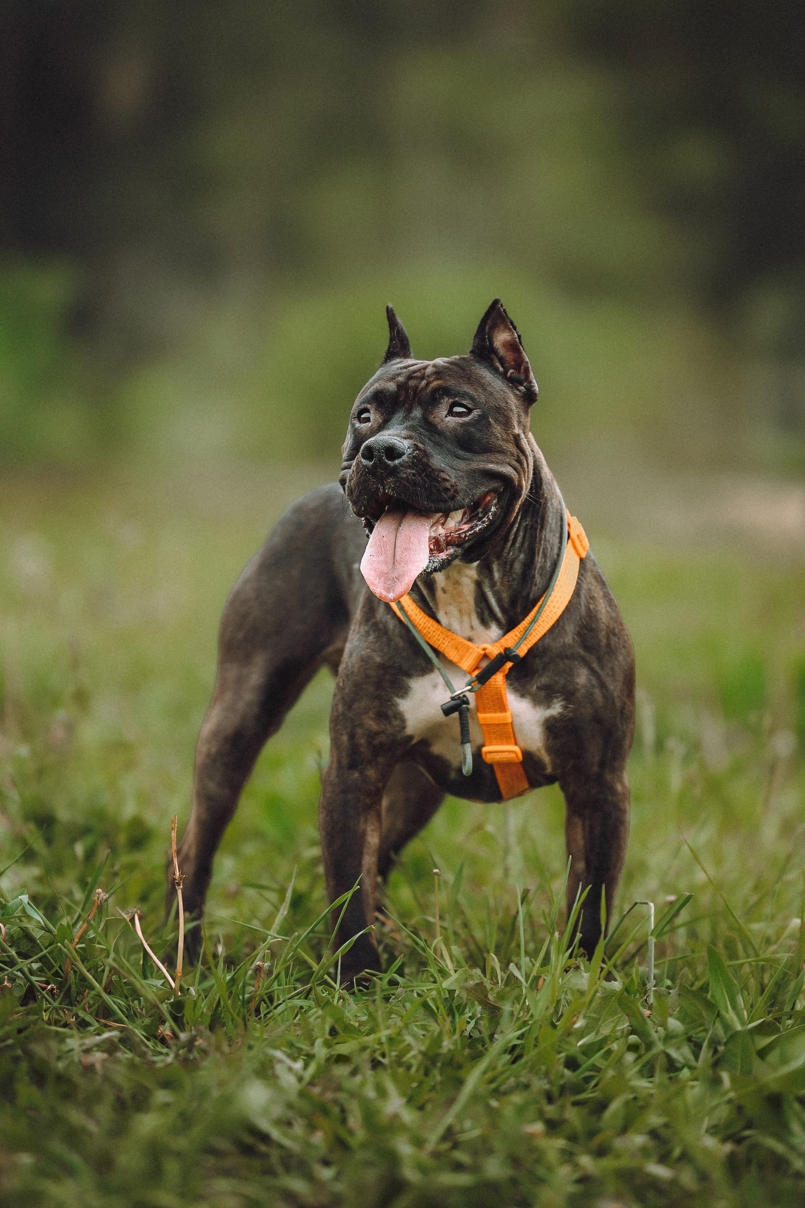 Паша, Хайди и Тея