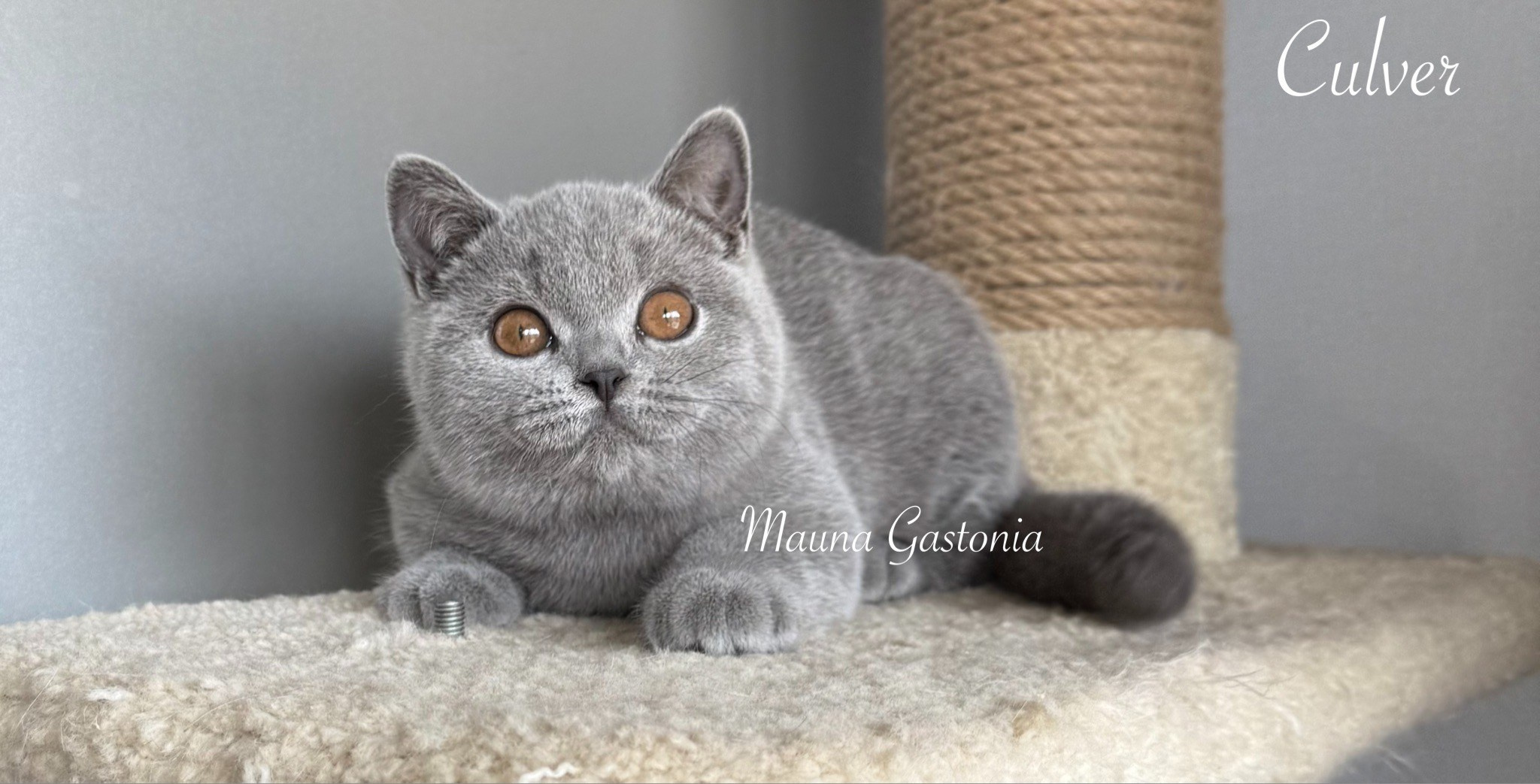 Culver. Mauna Gastonia