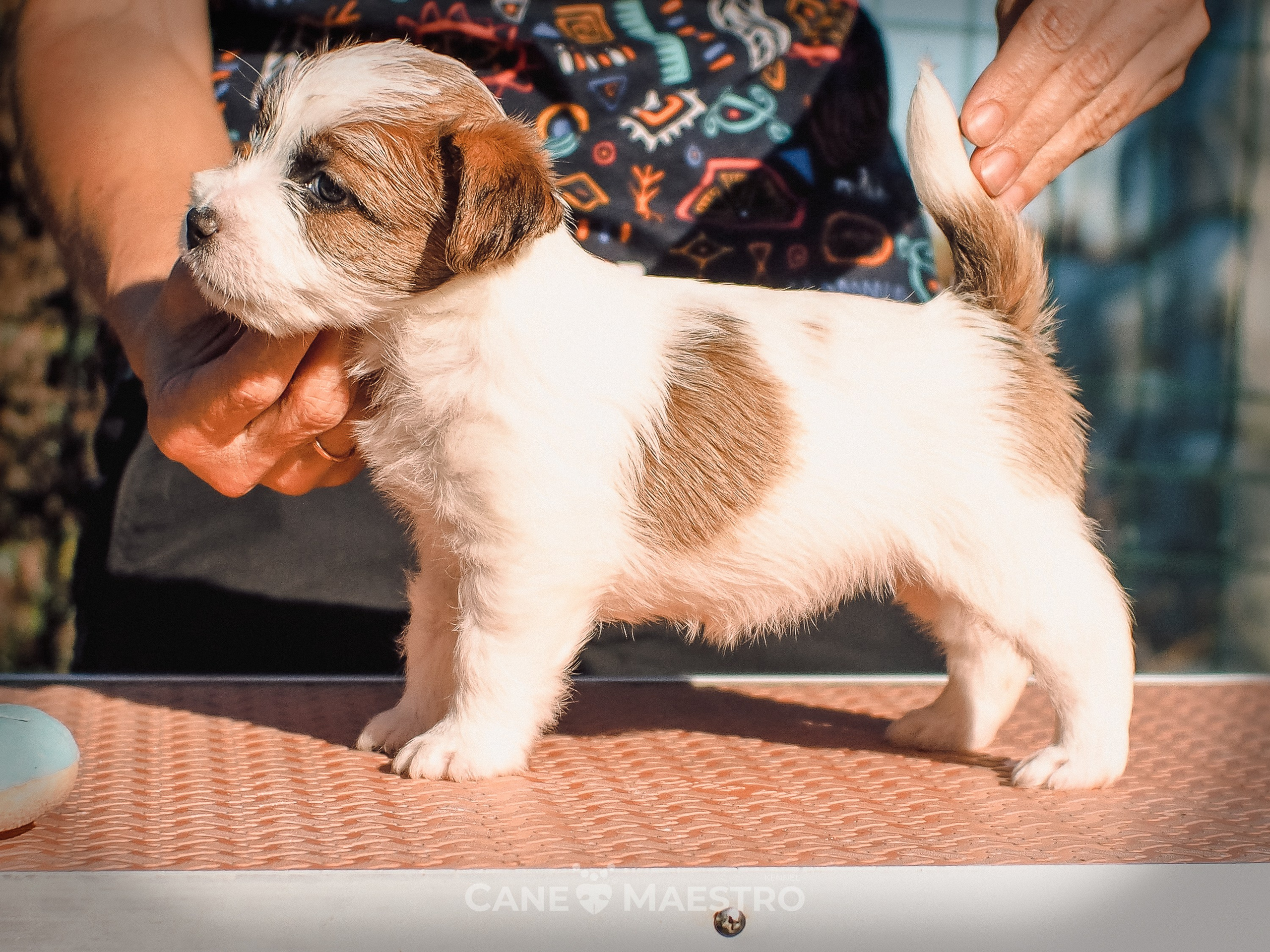 Сука2_БР_27_08_25. CANE MAESTRO — kennel Jack Russell Terrier
