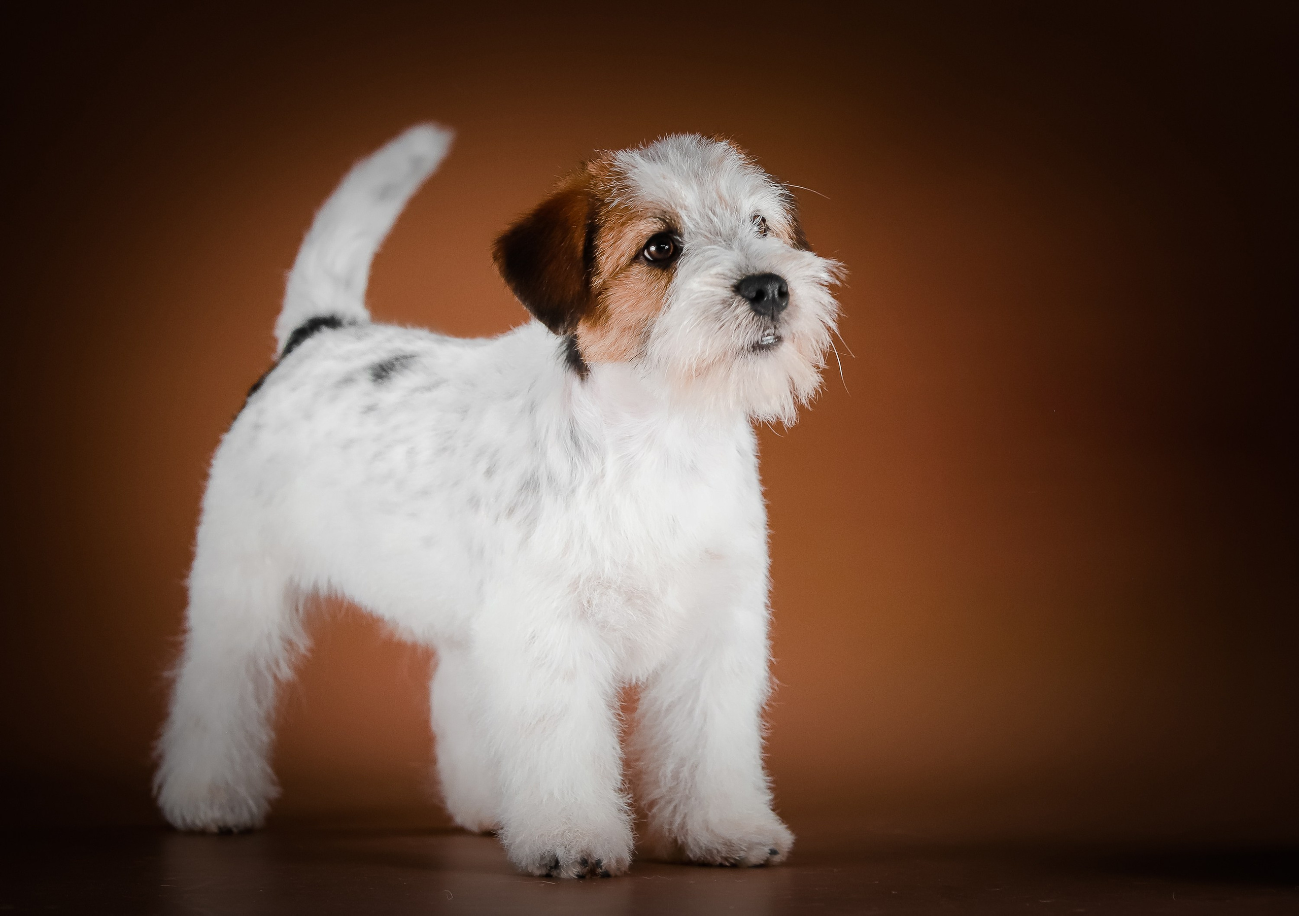 Триколорный кобель. Жесткошерстный. Джек рассел терьер продажа. КАНЕ МАЭСТРО — питомник Джек рассел терьеров