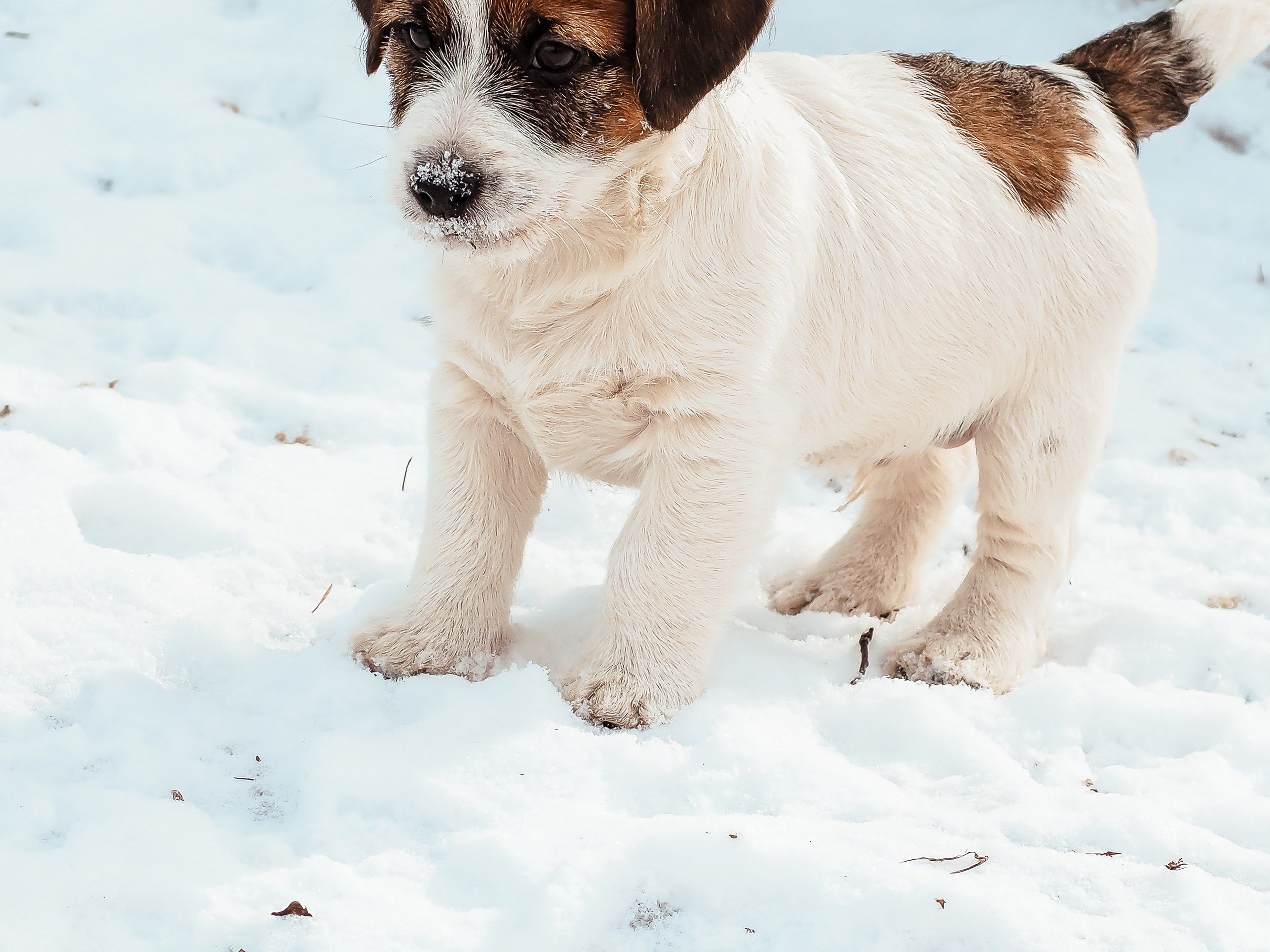 Мальчик 2. Кобель бело-рыжий. Джек рассел терьер щенок. КАНЕ МАЭСТРО — питомник Джек рассел терьеров