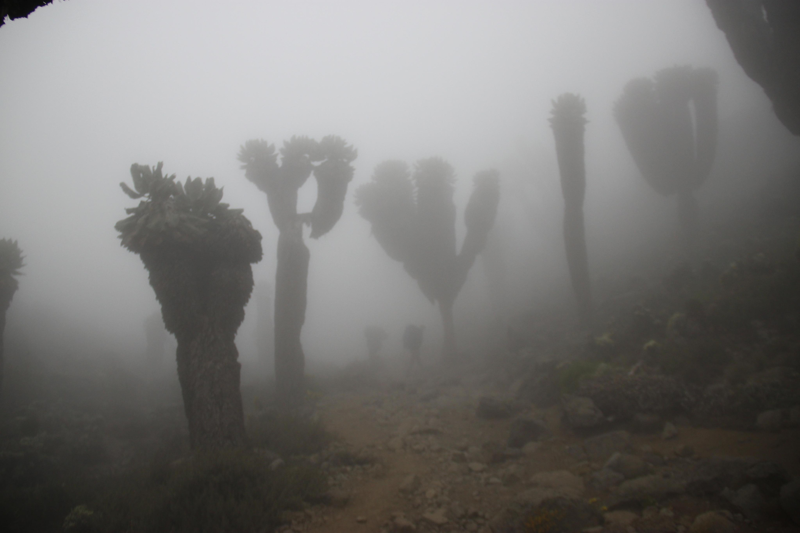 Mount Kilimanjaro. Andrey Filippov Photographer
