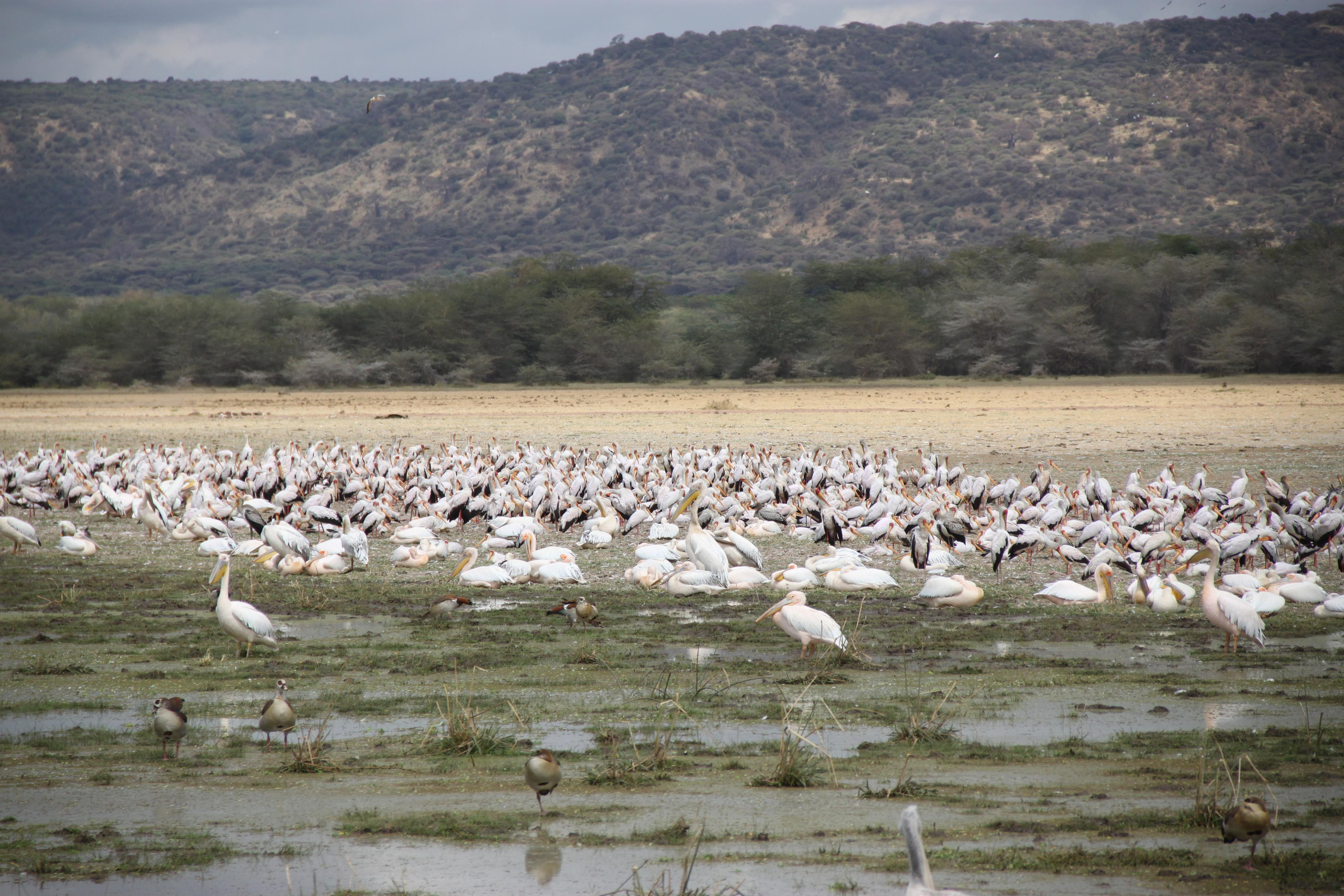 Lake Manyara National Park. Andrey Filippov Photographer