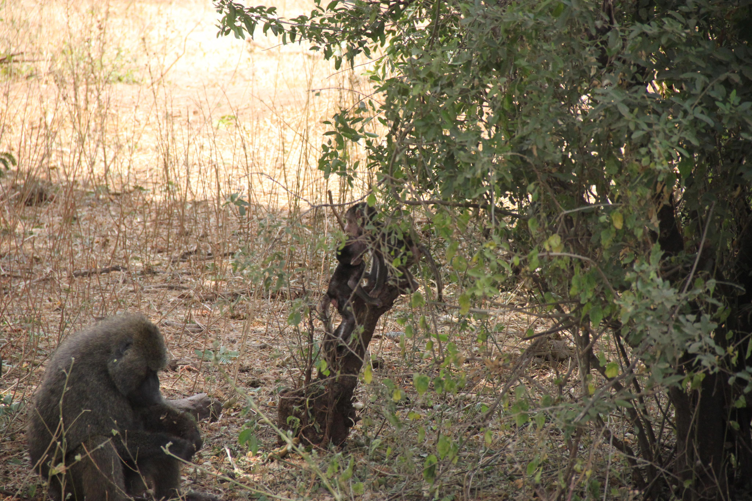 Lake Manyara National Park. Andrey Filippov Photographer