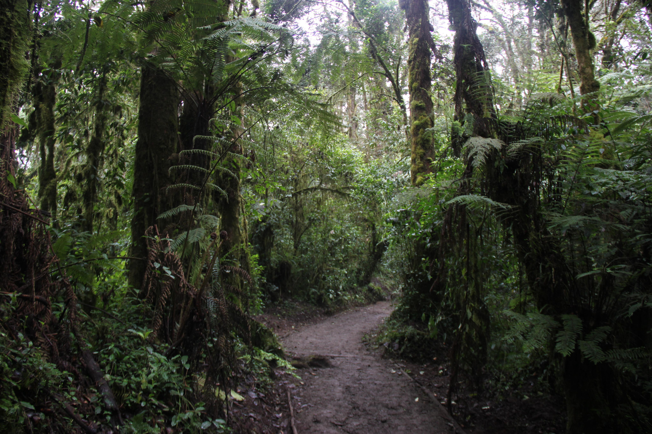 Mount Kilimanjaro. Andrey Filippov Photographer