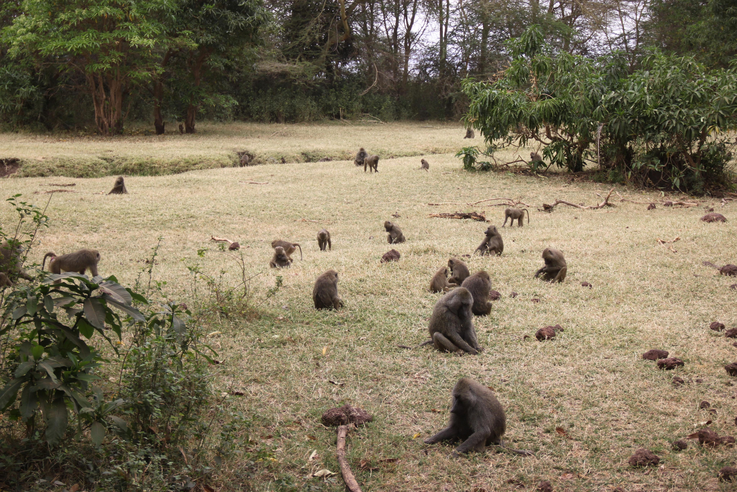 Lake Manyara National Park. Andrey Filippov Photographer