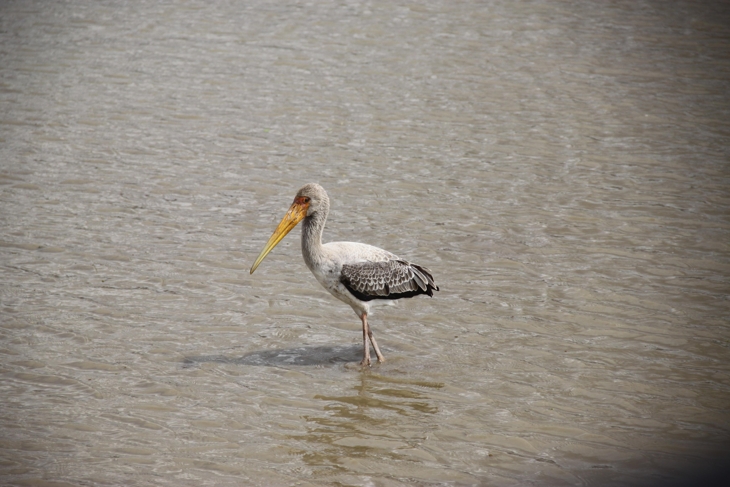 Lake Manyara National Park. Andrey Filippov Photographer