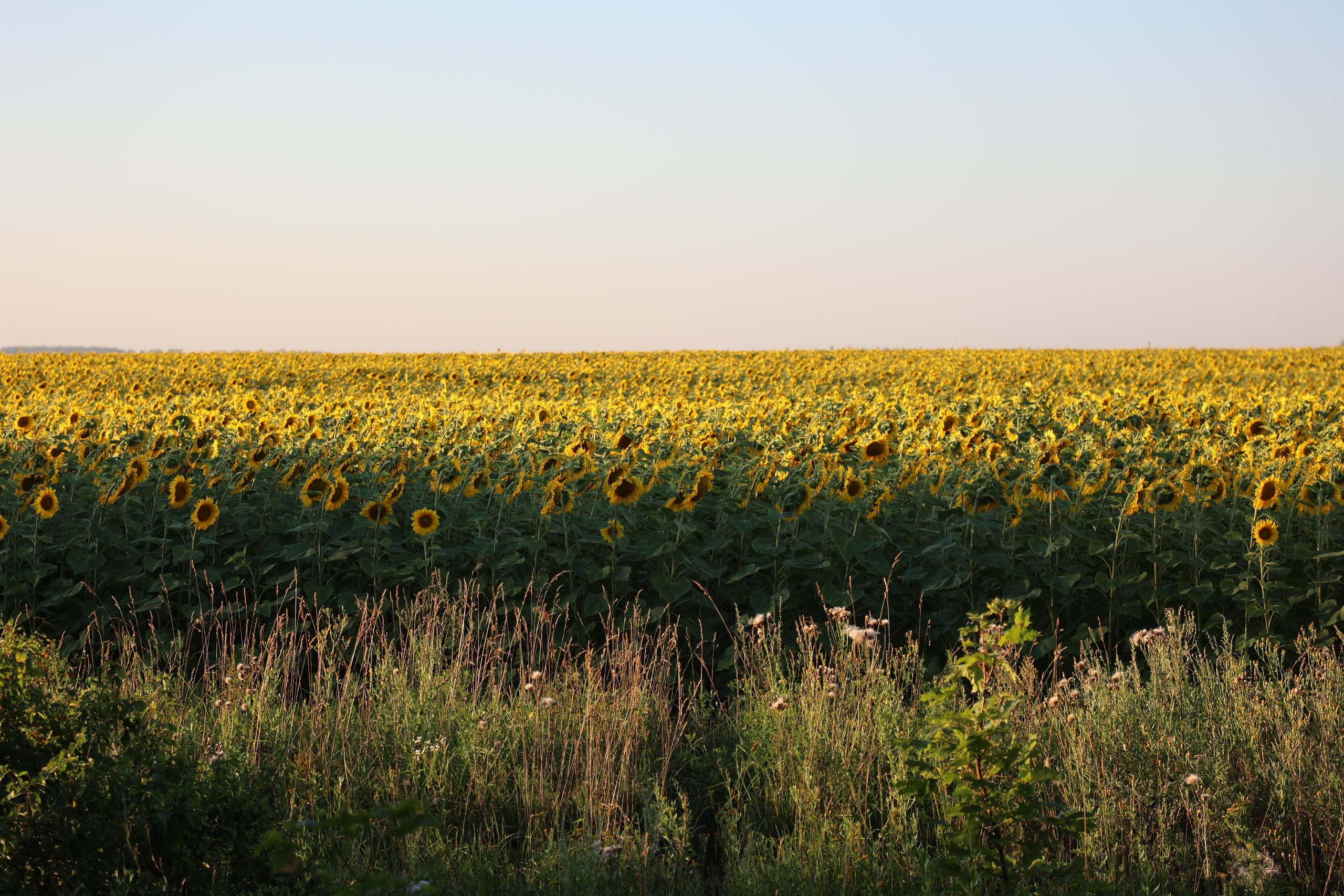 Sunflower Field. Andrey Filippov Photographer