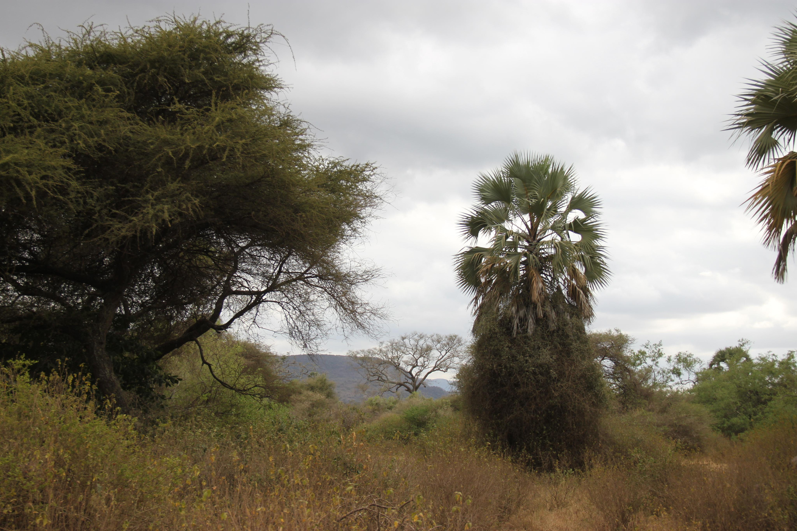 Lake Manyara National Park. Andrey Filippov Photographer