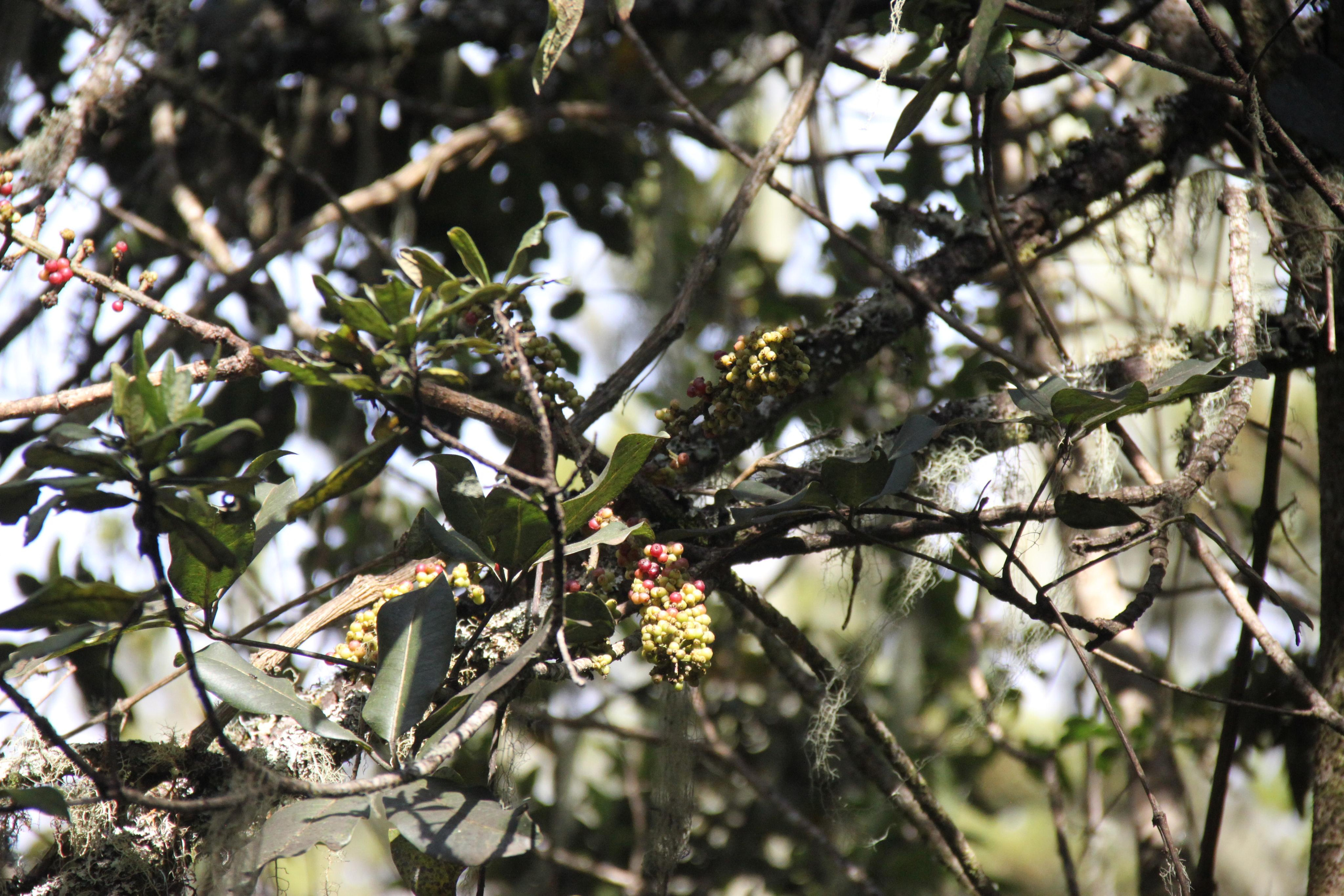 Mount Kilimanjaro. Andrey Filippov Photographer
