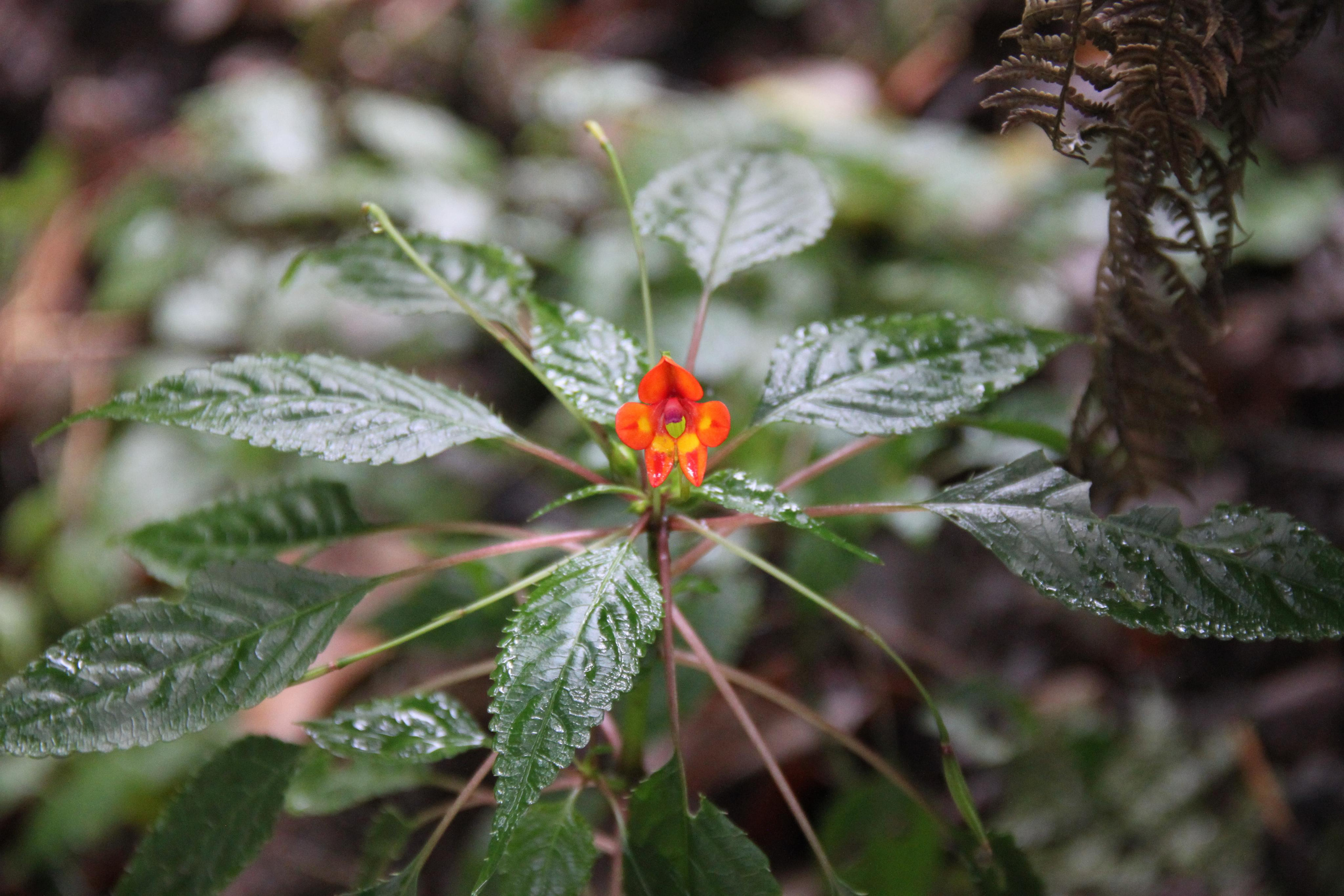 Mount Kilimanjaro. Andrey Filippov Photographer