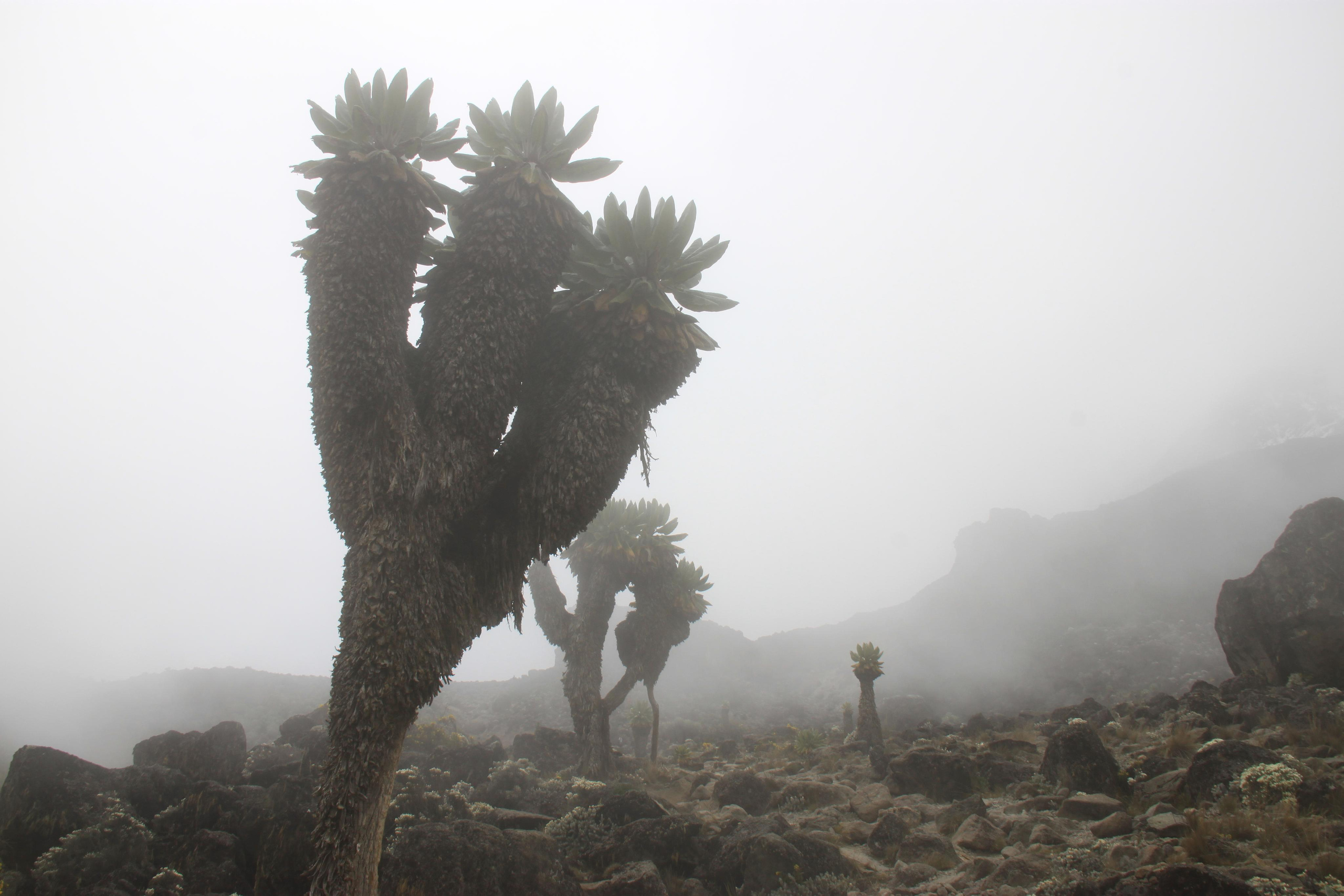 Mount Kilimanjaro. Andrey Filippov Photographer