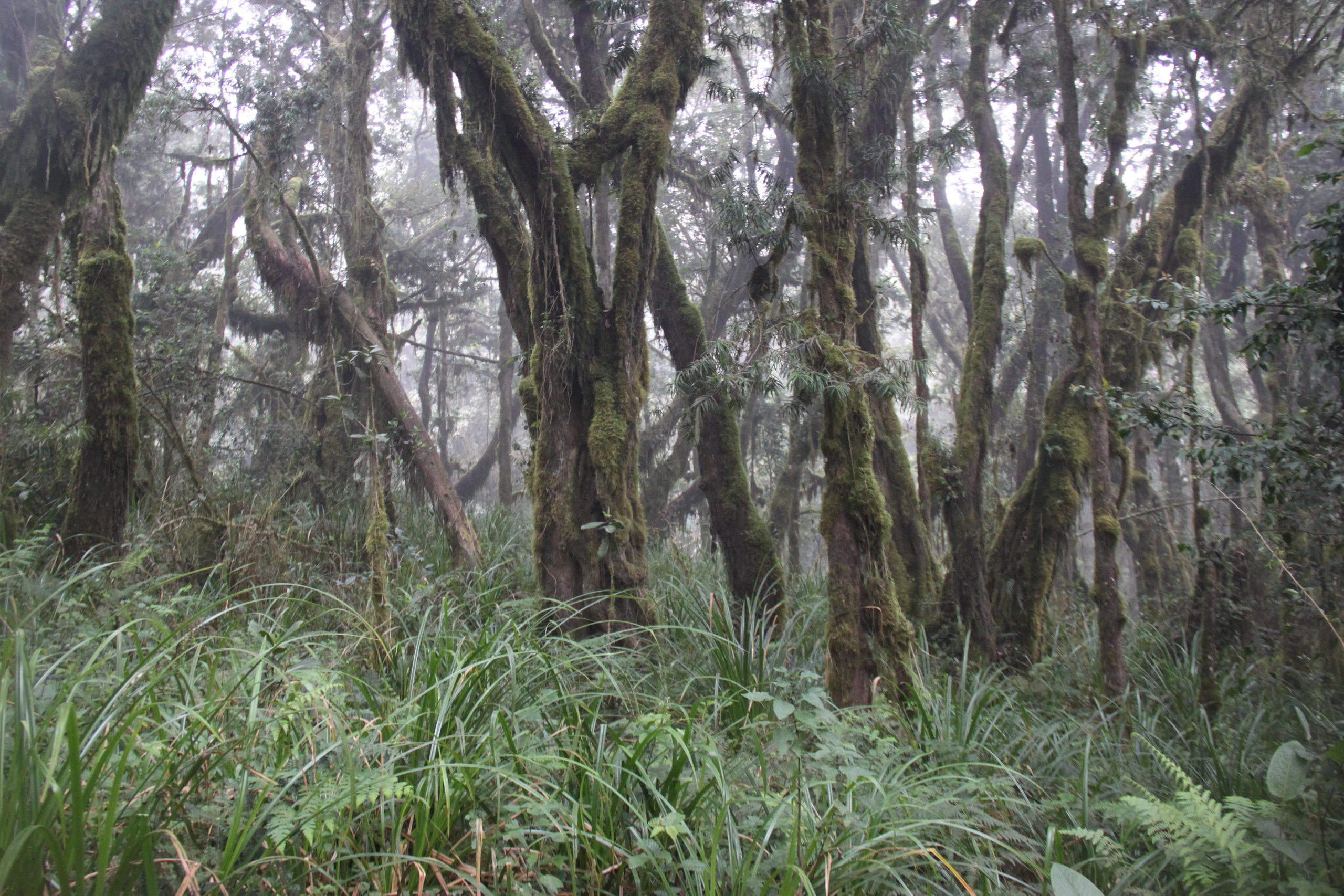 Mount Kilimanjaro. Andrey Filippov Photographer