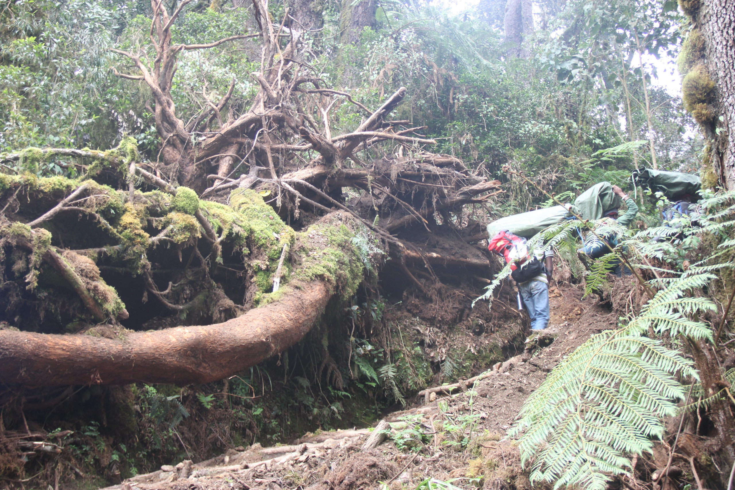 Mount Kilimanjaro. Andrey Filippov Photographer