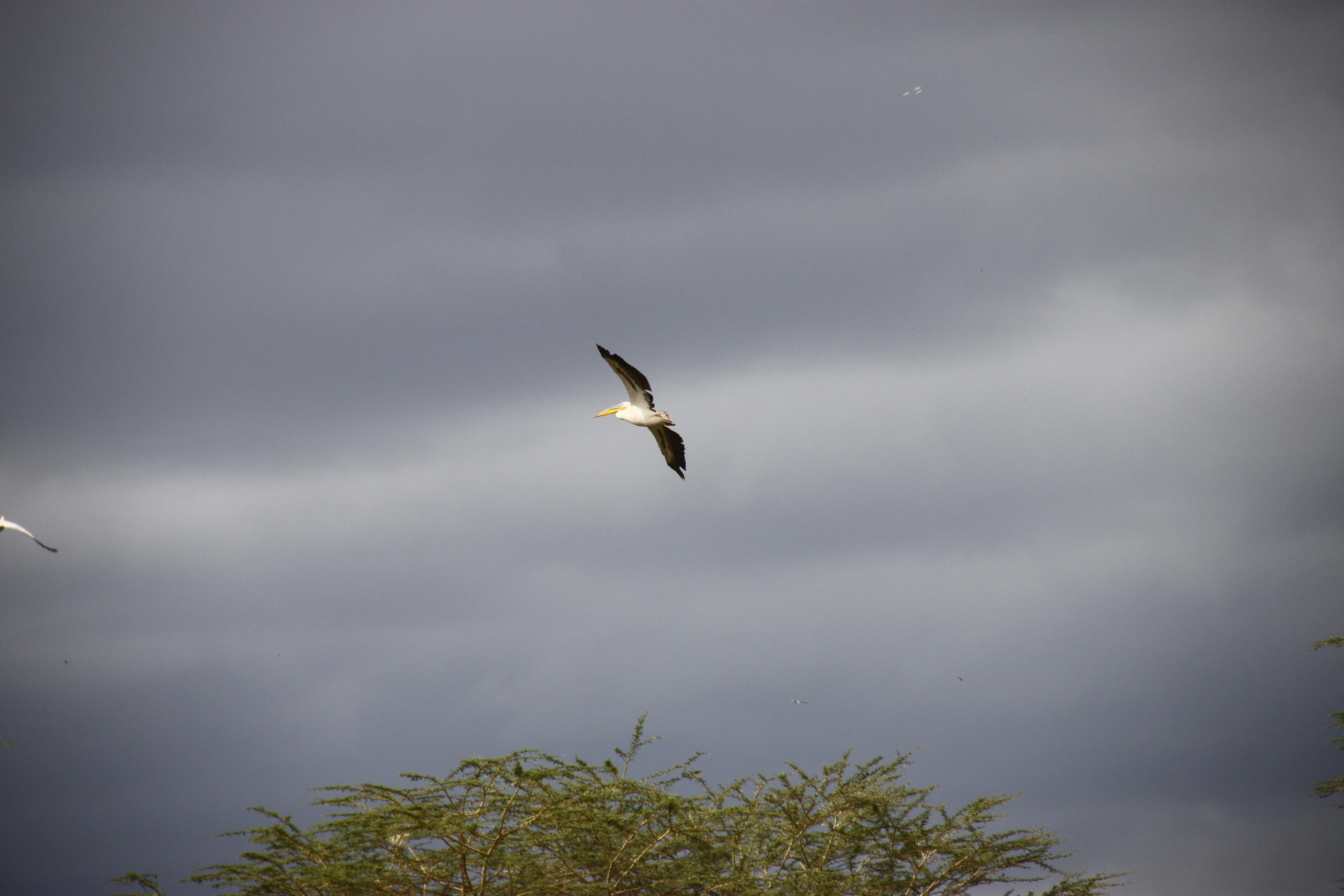 Lake Manyara National Park. Andrey Filippov Photographer