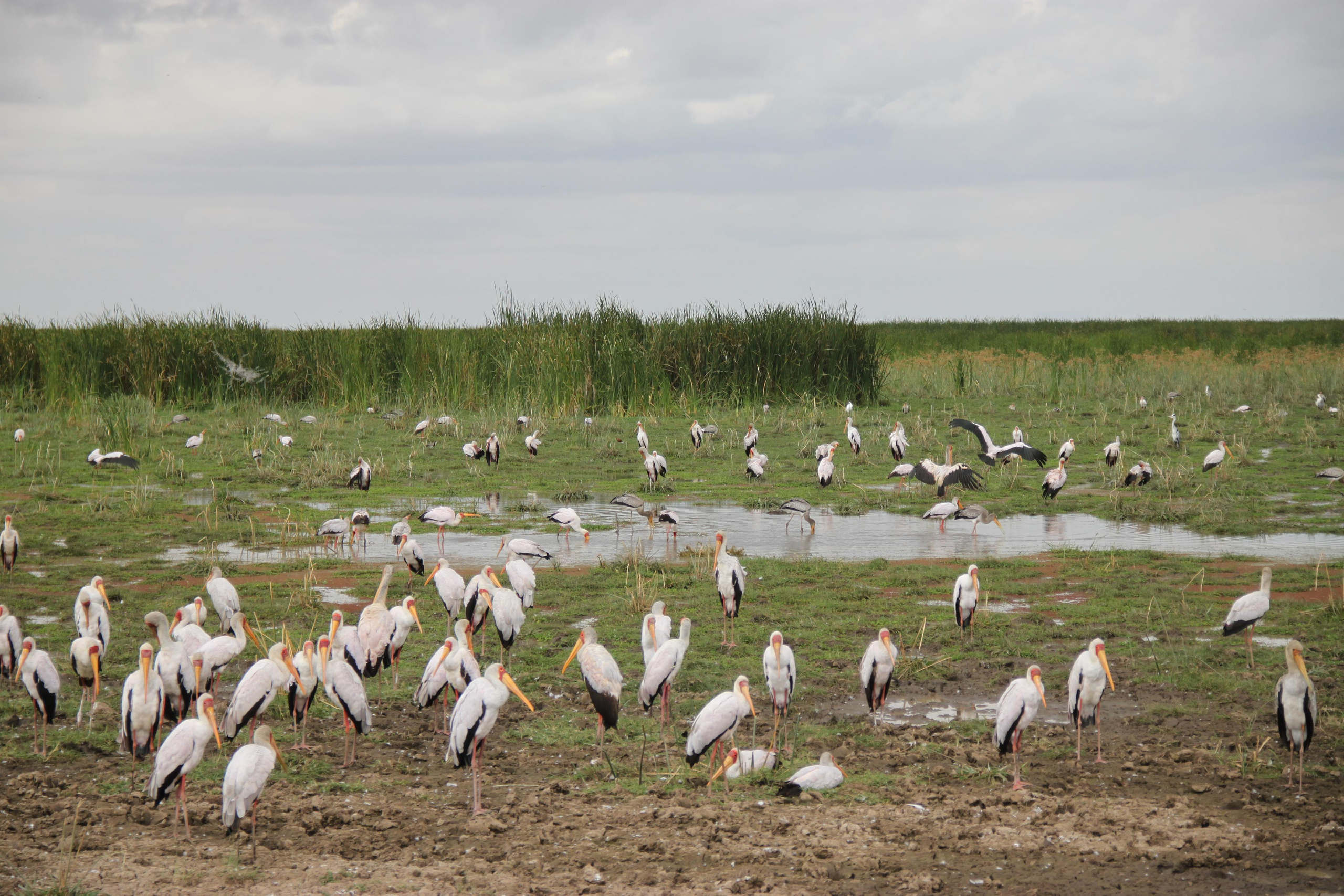 Lake Manyara National Park. Andrey Filippov Photographer