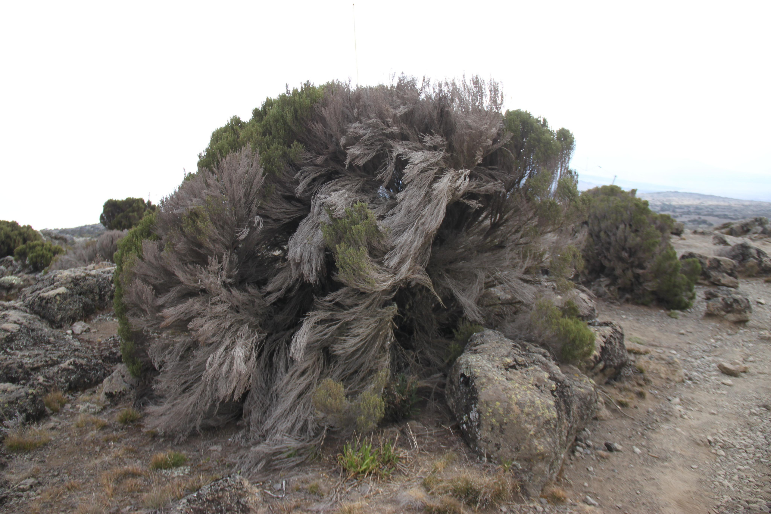 Mount Kilimanjaro. Andrey Filippov Photographer