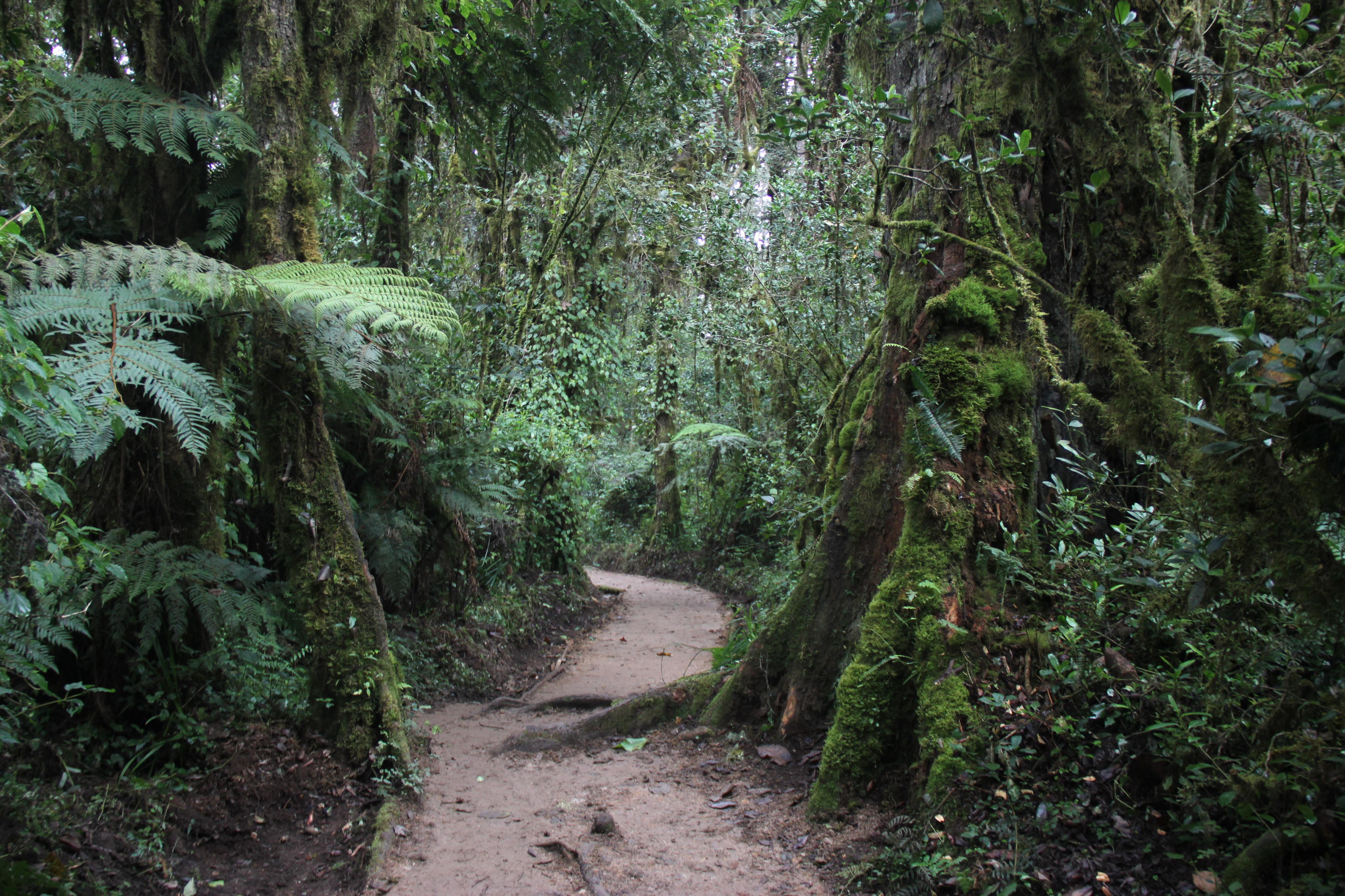 Mount Kilimanjaro. Andrey Filippov Photographer
