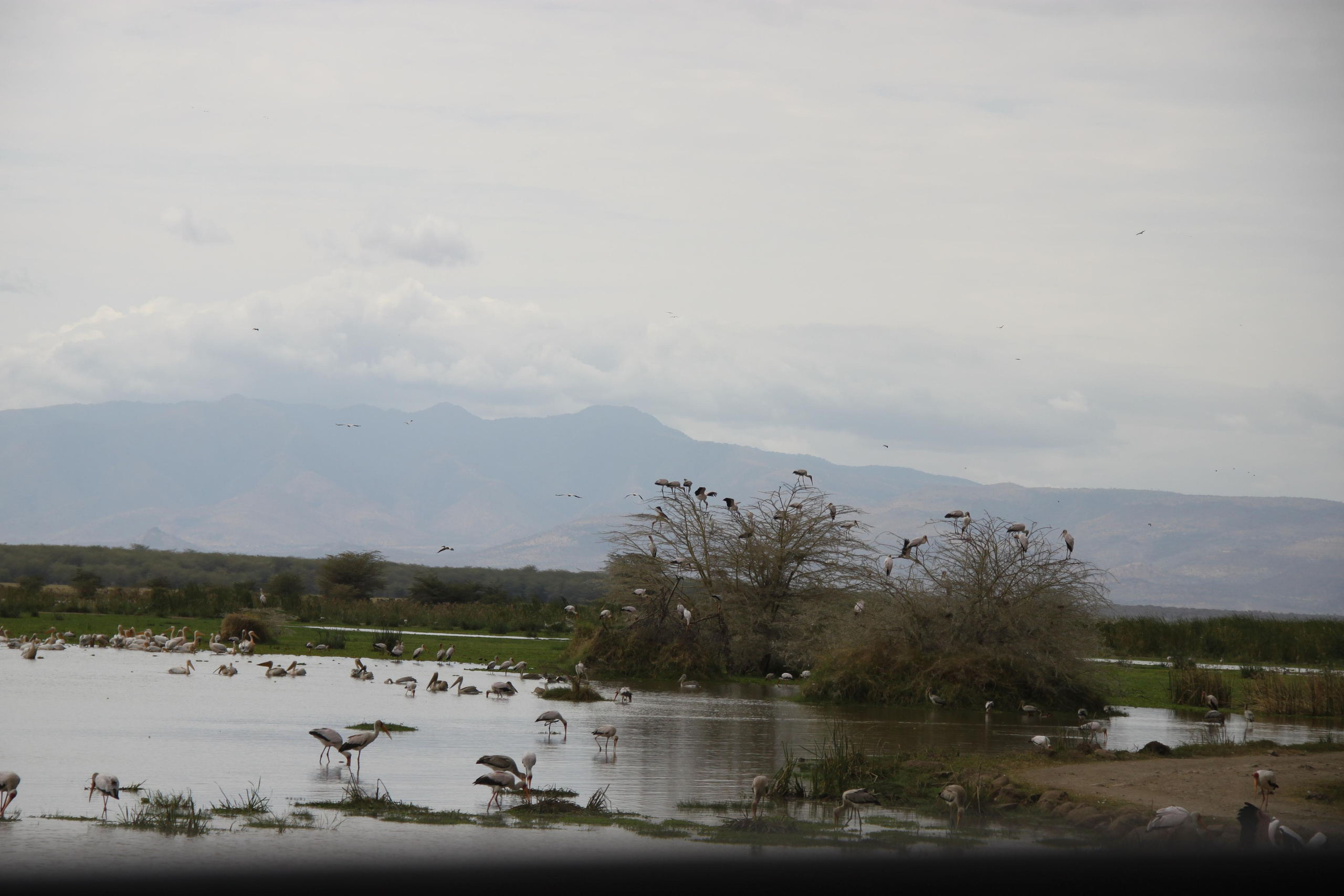 Lake Manyara National Park. Andrey Filippov Photographer