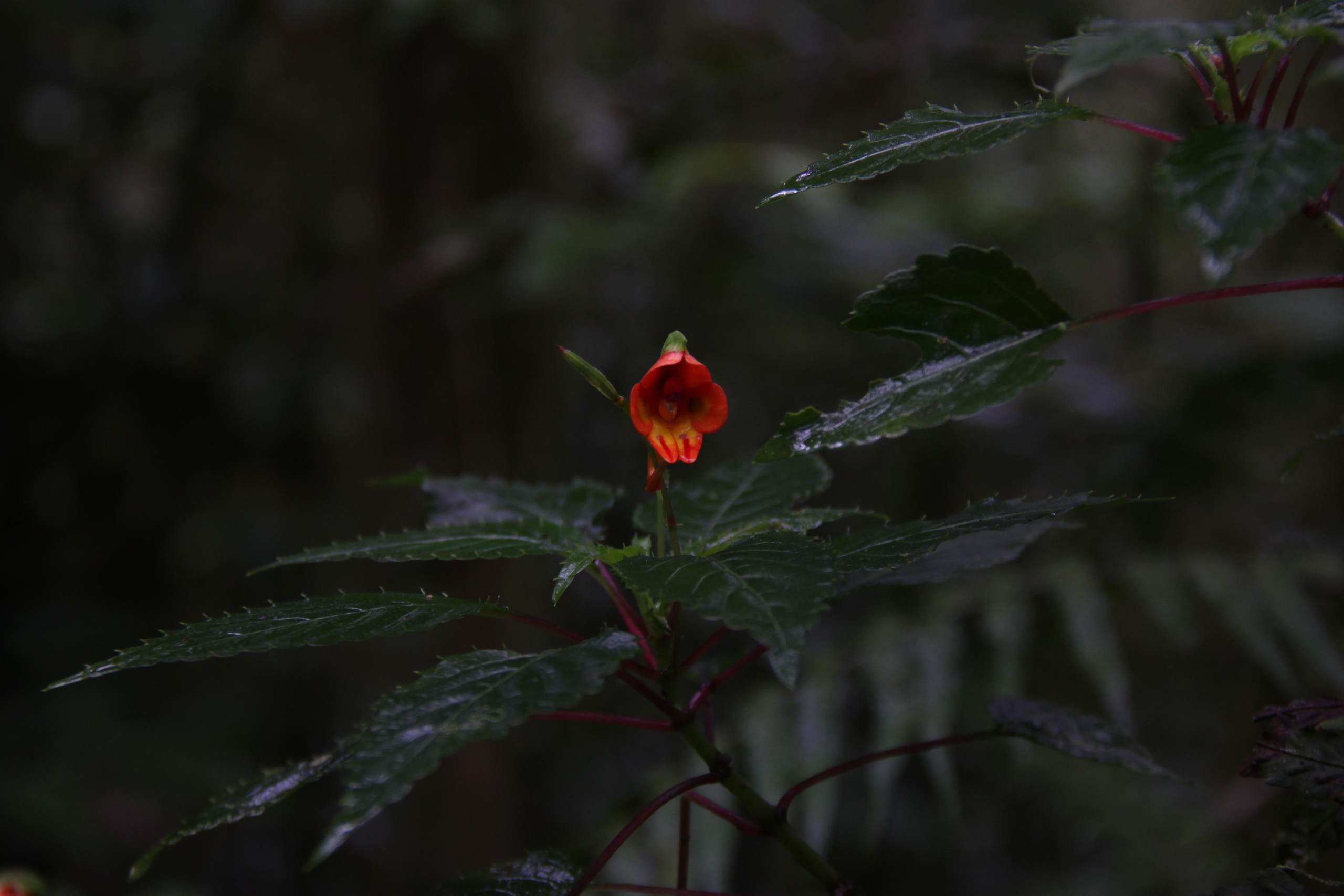 Mount Kilimanjaro. Andrey Filippov Photographer