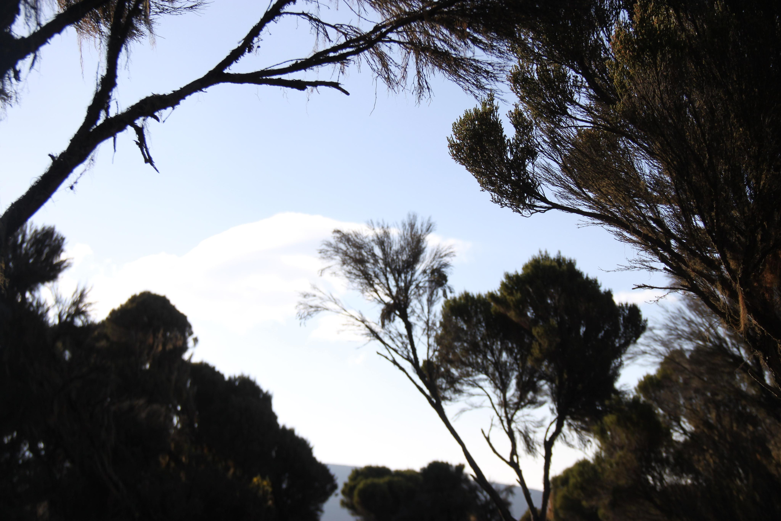 Mount Kilimanjaro. Andrey Filippov Photographer