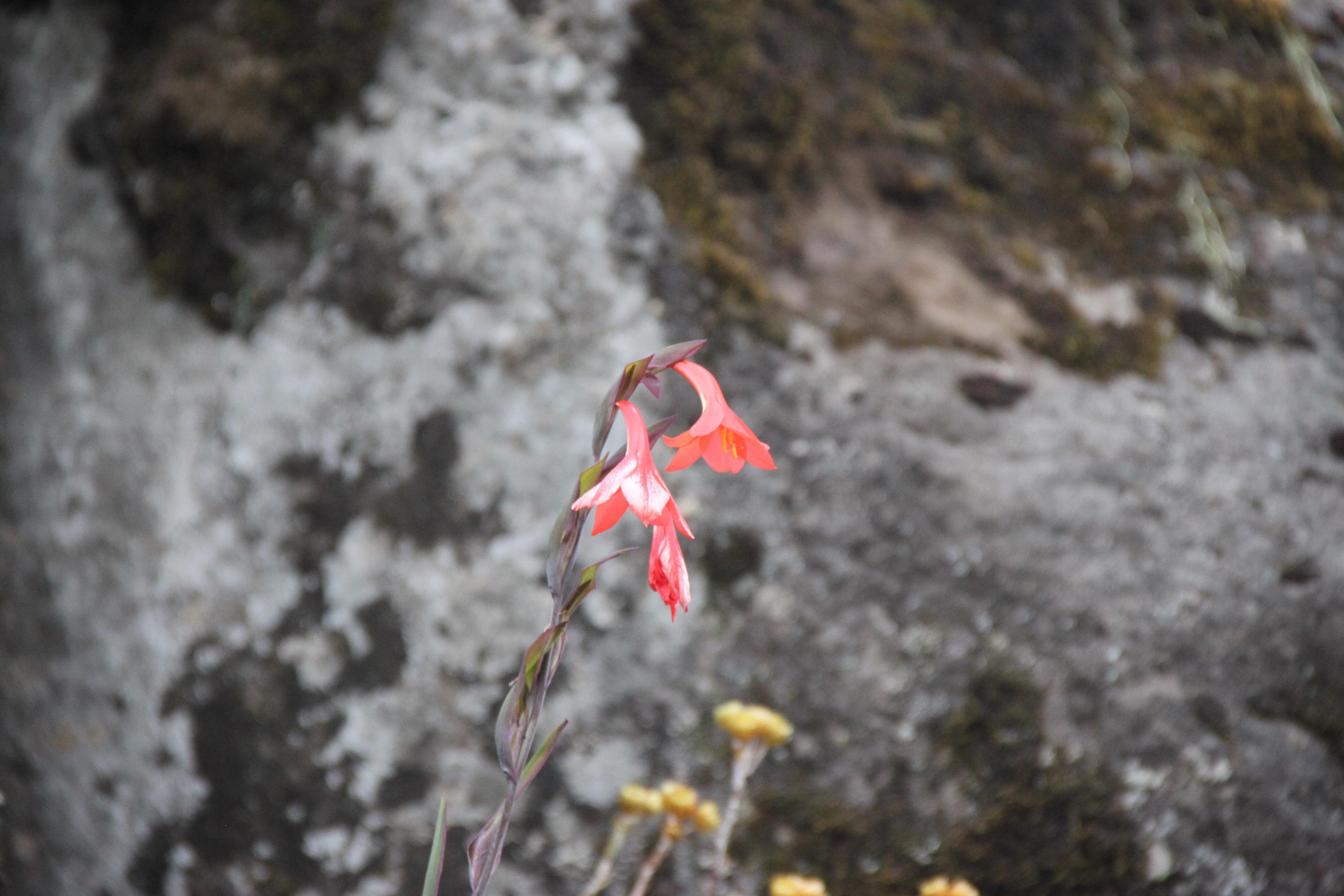 Mount Kilimanjaro. Andrey Filippov Photographer
