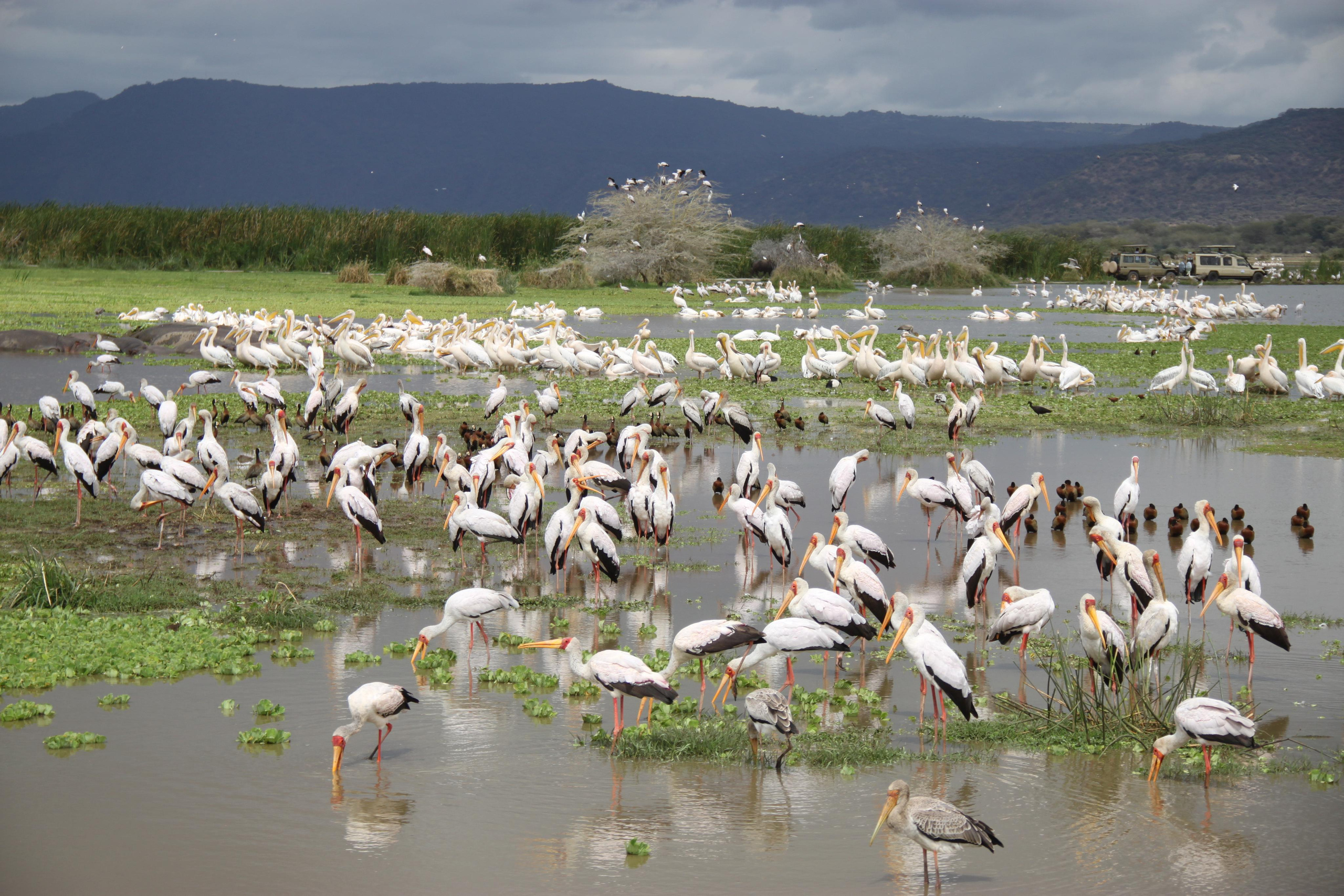 Lake Manyara National Park. Andrey Filippov Photographer