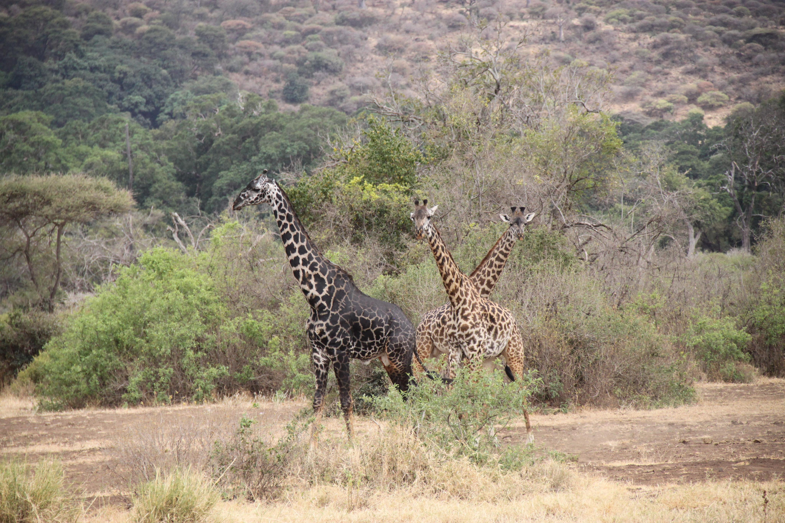 Lake Manyara National Park. Andrey Filippov Photographer